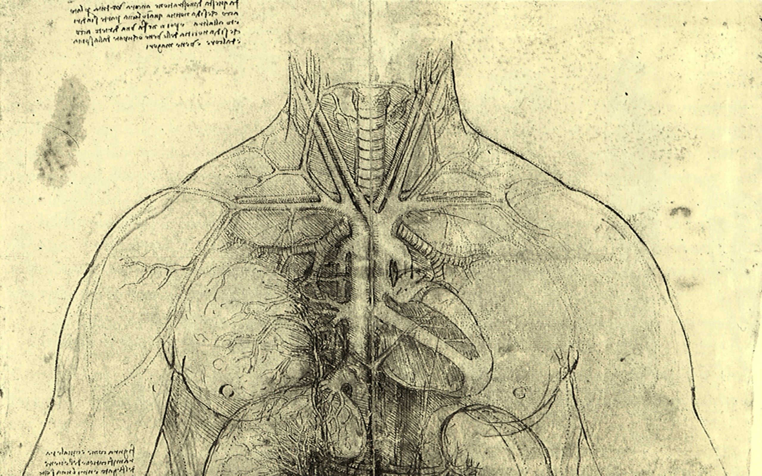 2560x1600 Anatomy 4k Wallpaper