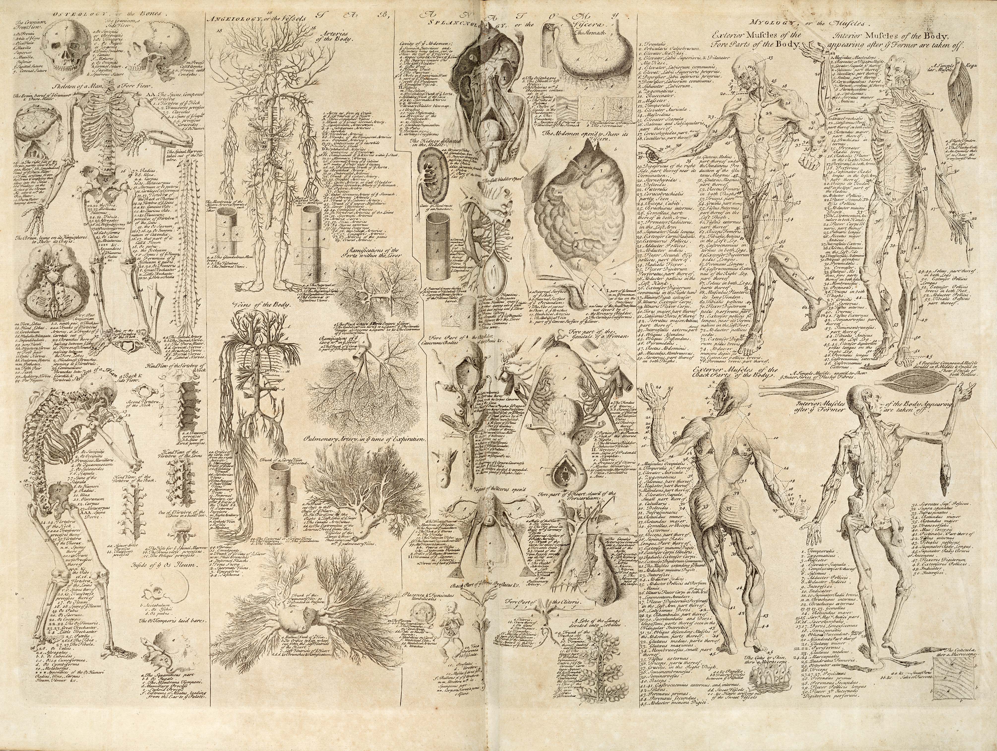 4021x3029 Desktop wallpaper: Artistic, Anatomy 4K free download for PC. 224066