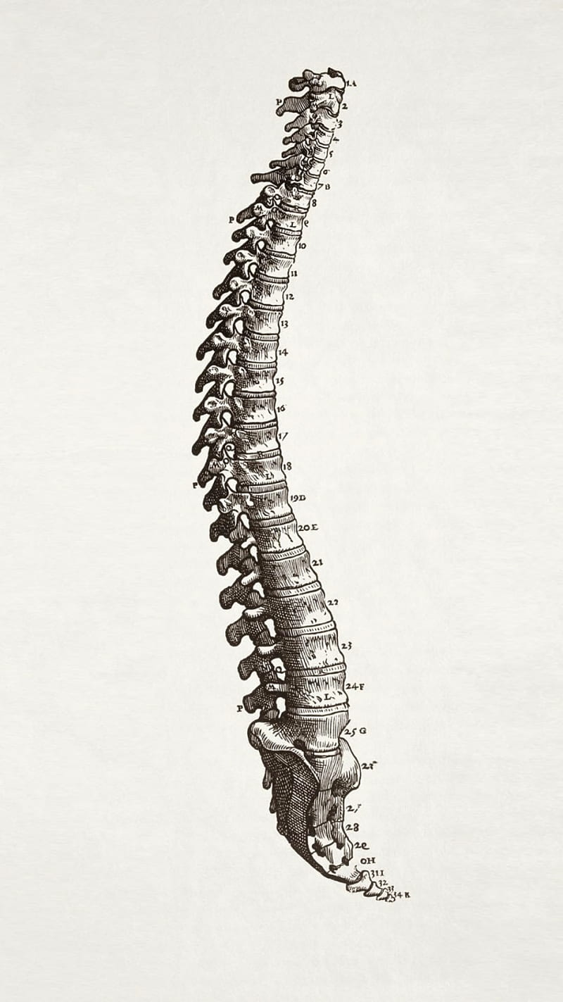 800x1423 Full Anatomy phone, Anatomical, HD phone wallpaper