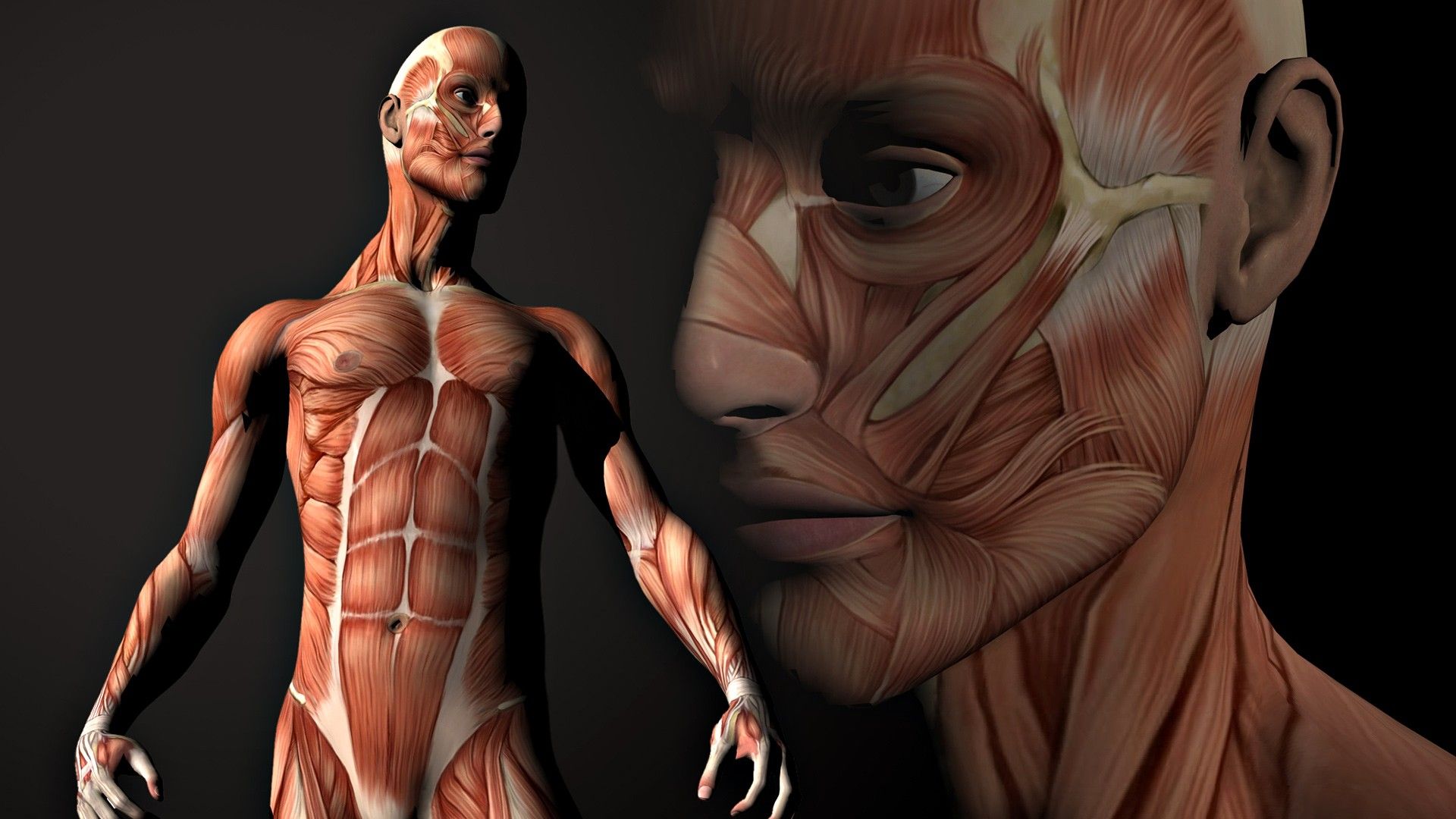 1920x1080 Anatomy Phone Wallpaper: Free 4K & HD Downloads