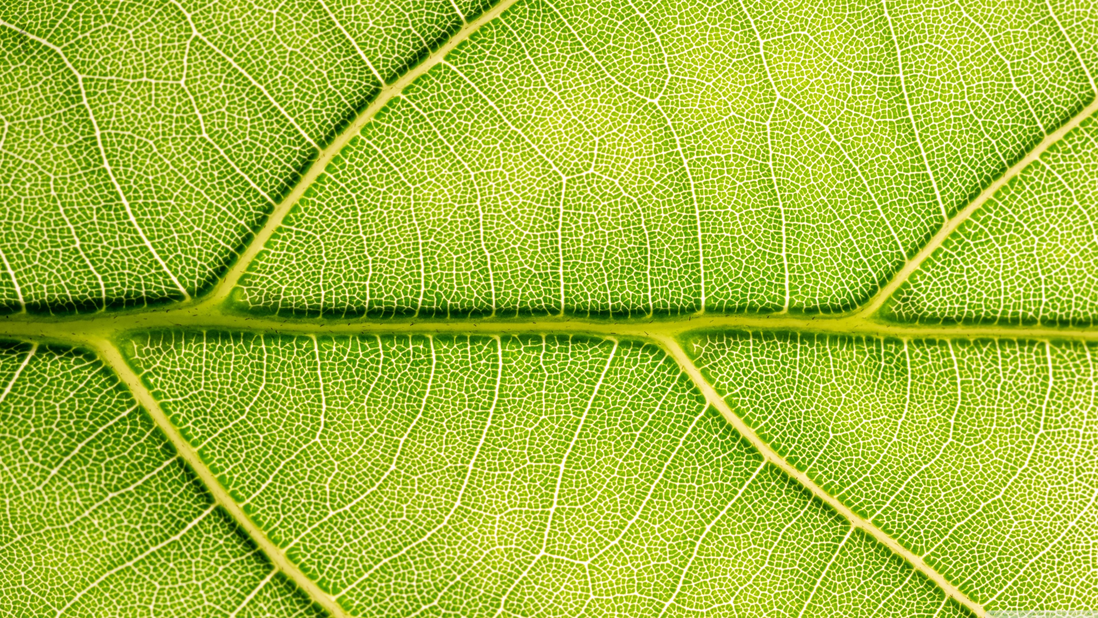 3840x2160 Leaf Anatomy 4K UHD Wallpaper for UltraHD Desktop and TV : Widescreen and UltraWide Display : Smartphone and Tablet Devices