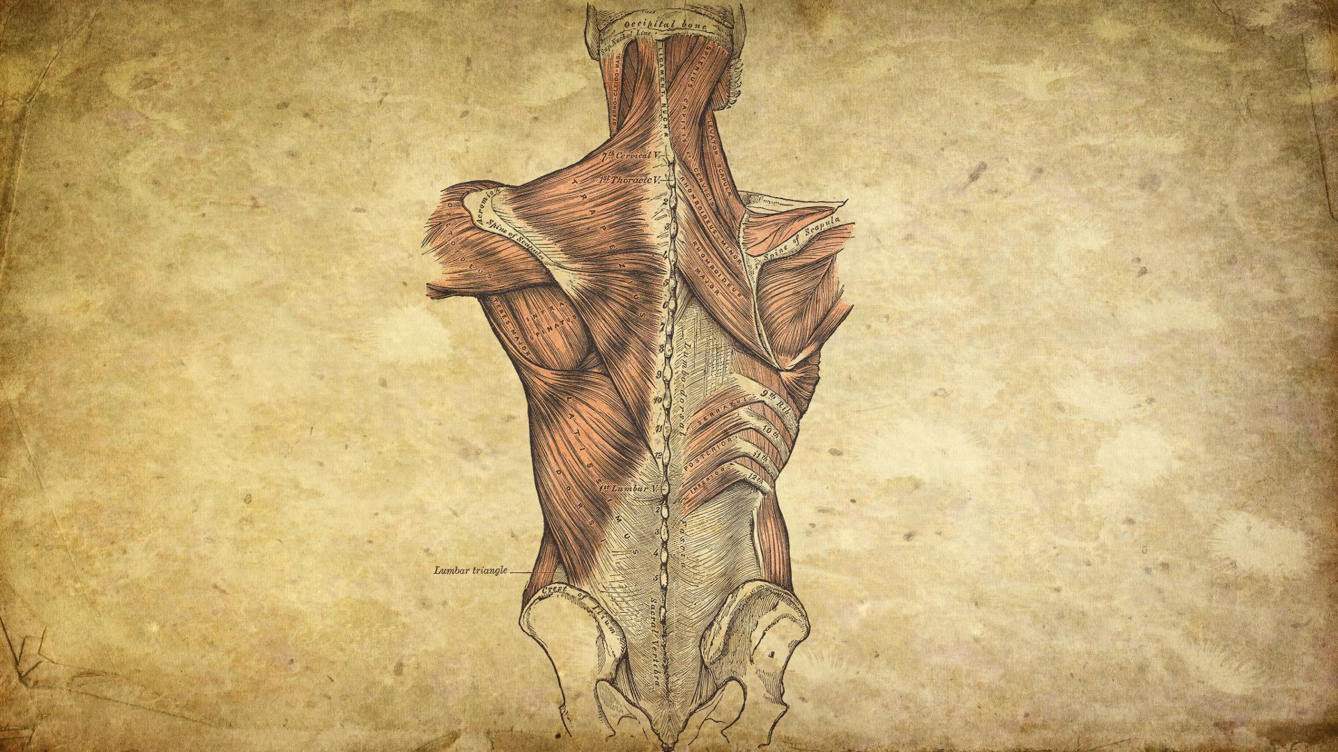 1920x1080 Anatomy Wallpaper HD