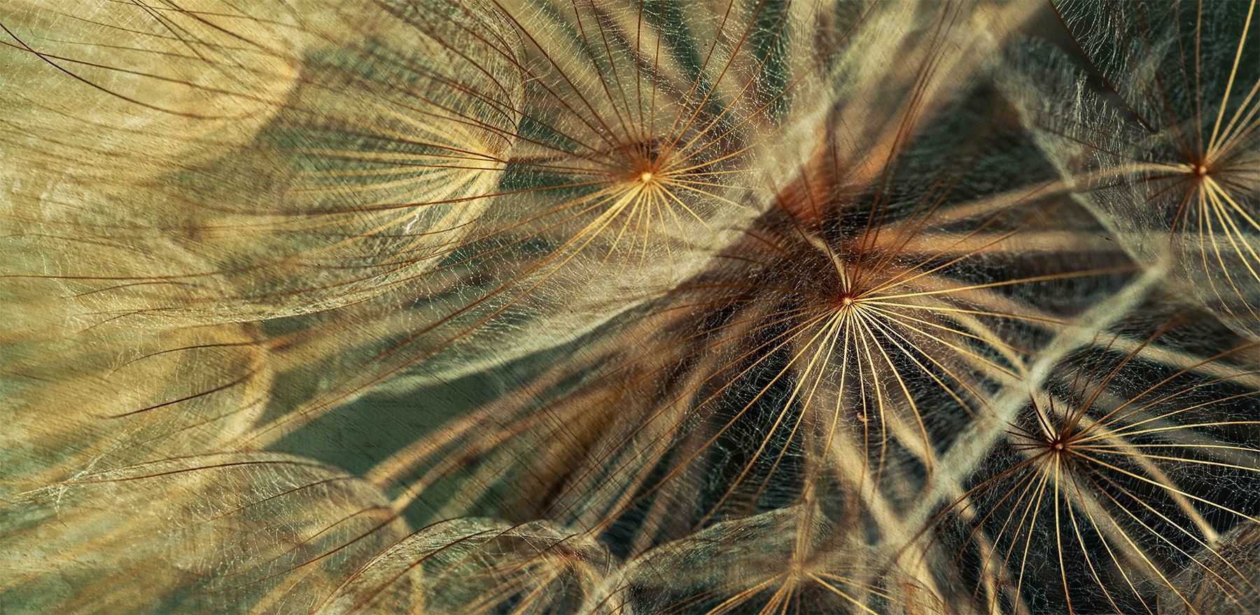 1800x879 ANATOMY Nature Series Wallpaper