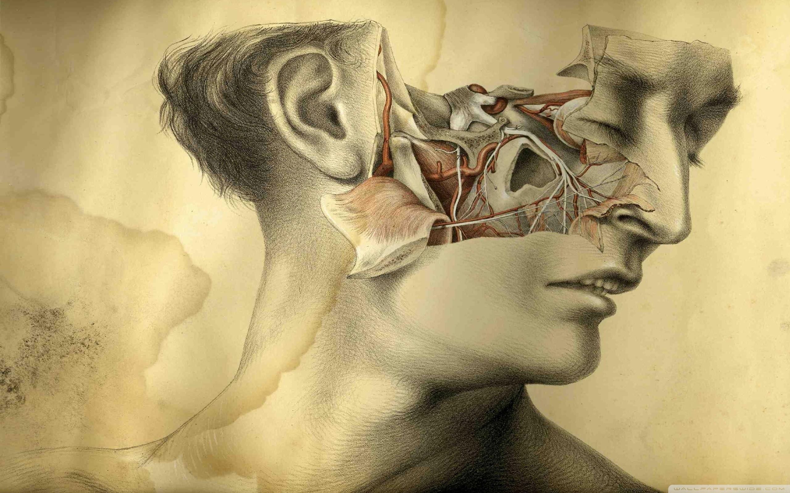 2560x1600 Face Anatomy Drawing 4K UHD Wallpaper for UltraHD Desktop and TV : Smartphone and Tablet Devices