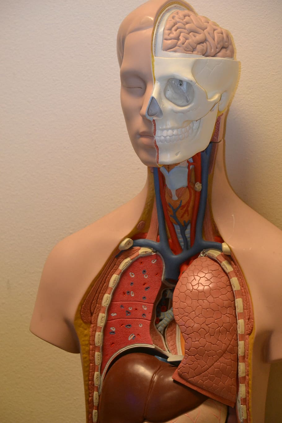 910x1365 Anatomical 1080P, 2K, 4K, 5K HD wallpaper free download