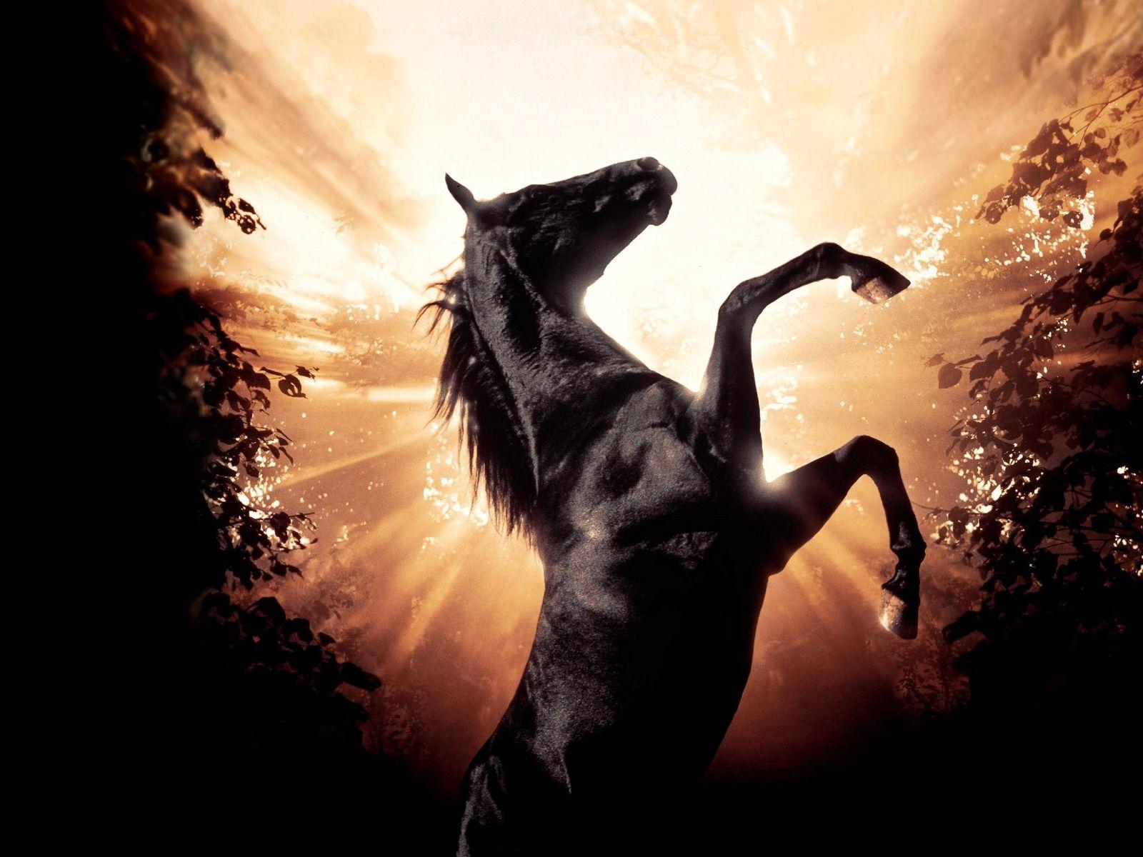 Black Beauty Wallpapers Top Free Black Beauty Backgrounds