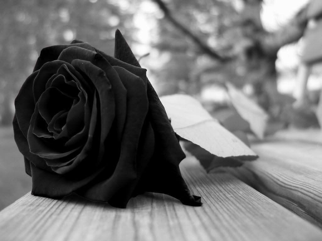 1024x768 Free download black rose drawing black beauty rose black rose wallpaper black rose [1024x768] for your Desktop, Mobile & Tablet. Explore Black Rose Dragon Wallpaper. Free Rose Wallpaper, White