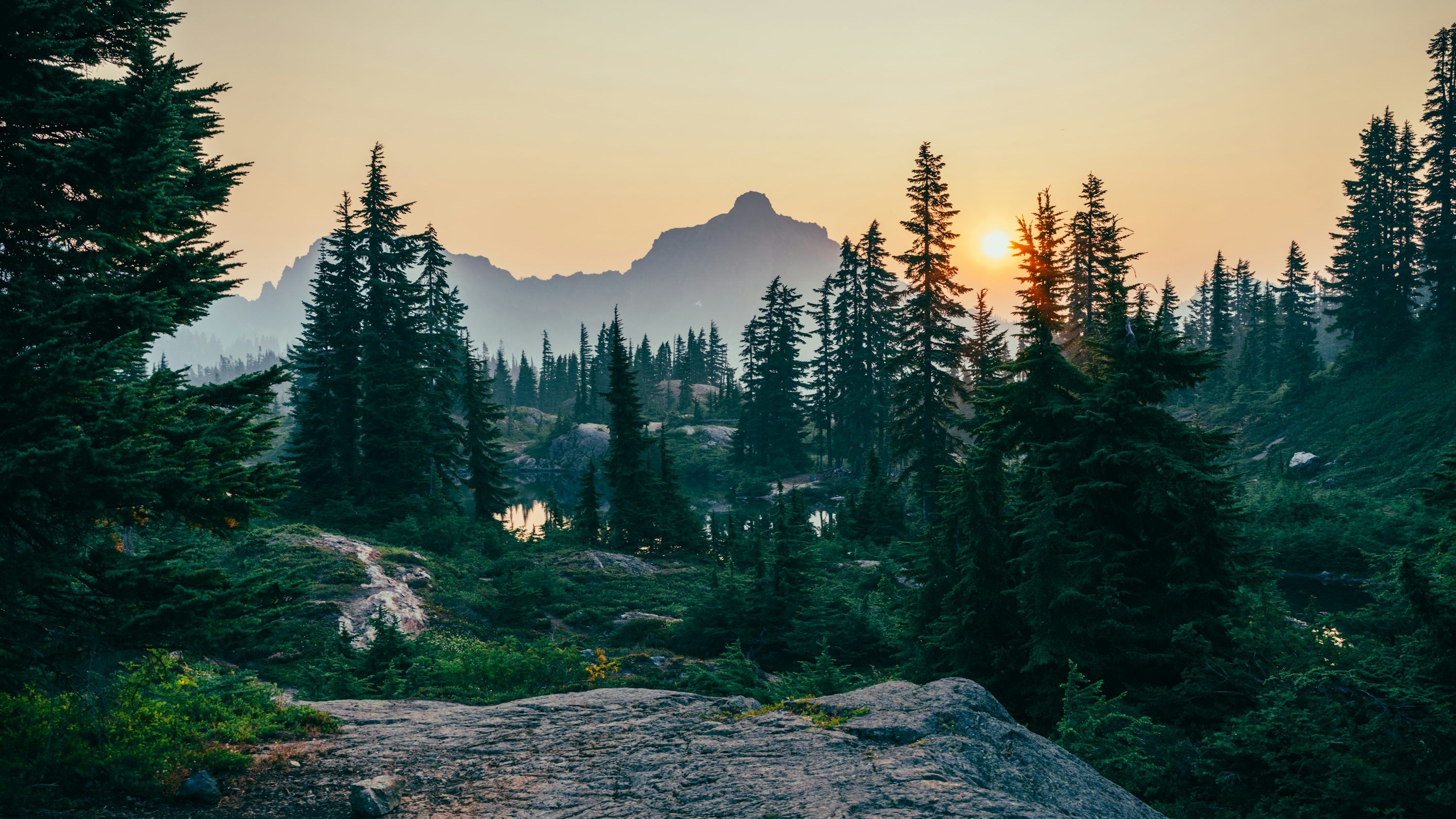 3000x1688 Forest Background Image: Free Image