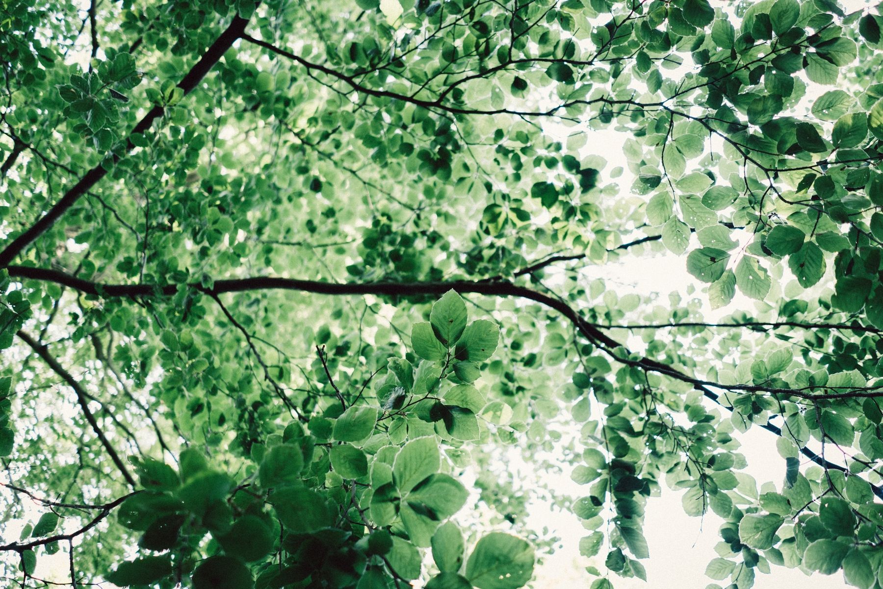 1800x1201 Forest Leaves Wall Mural Botanical for Living Room