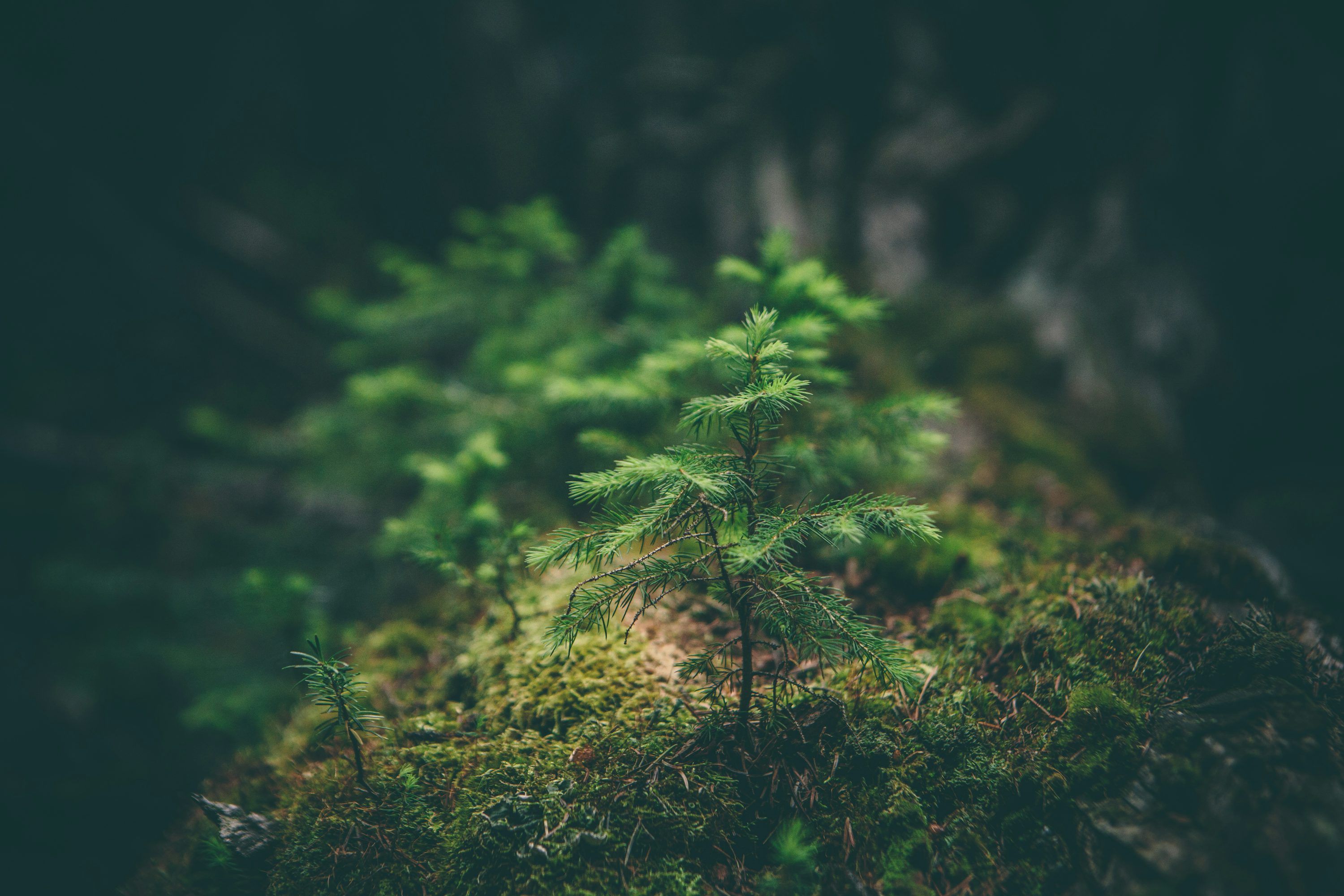 3000x2000 Forest Wallpaper Picture Image
