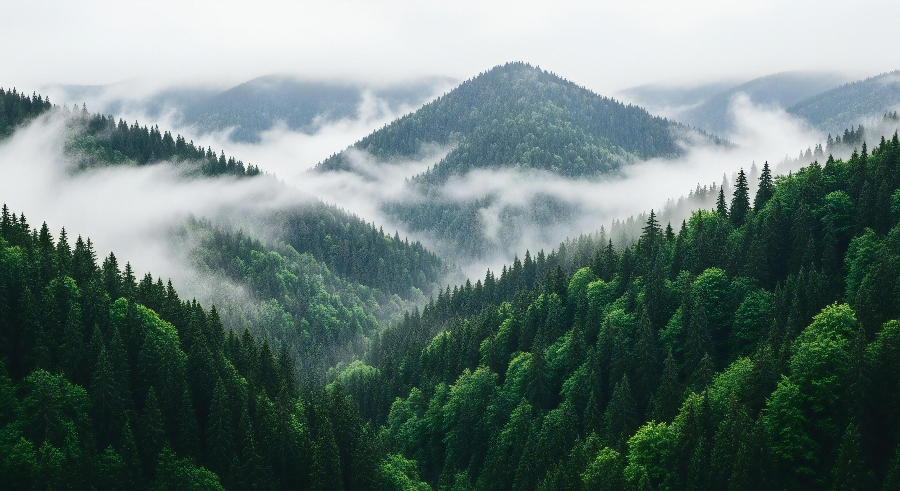 3593x1960 Nature background, Nature wallpaper, Lush green pine forests blanket rolling mountains shrouded in ethereal morning mist