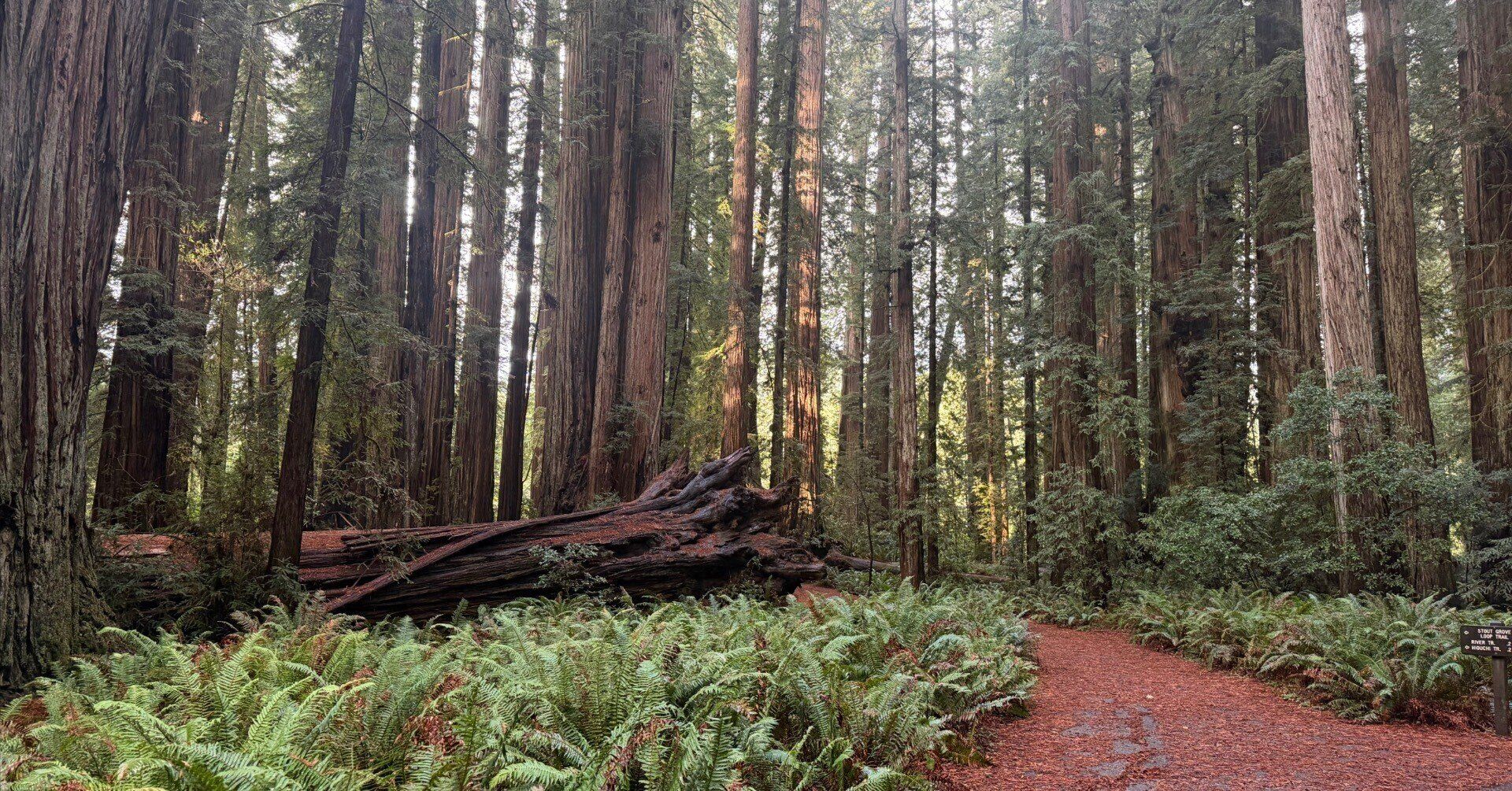 1920x1005 Real Giant Tree Forest: Redwood National Park｜Katsuya Shiratori