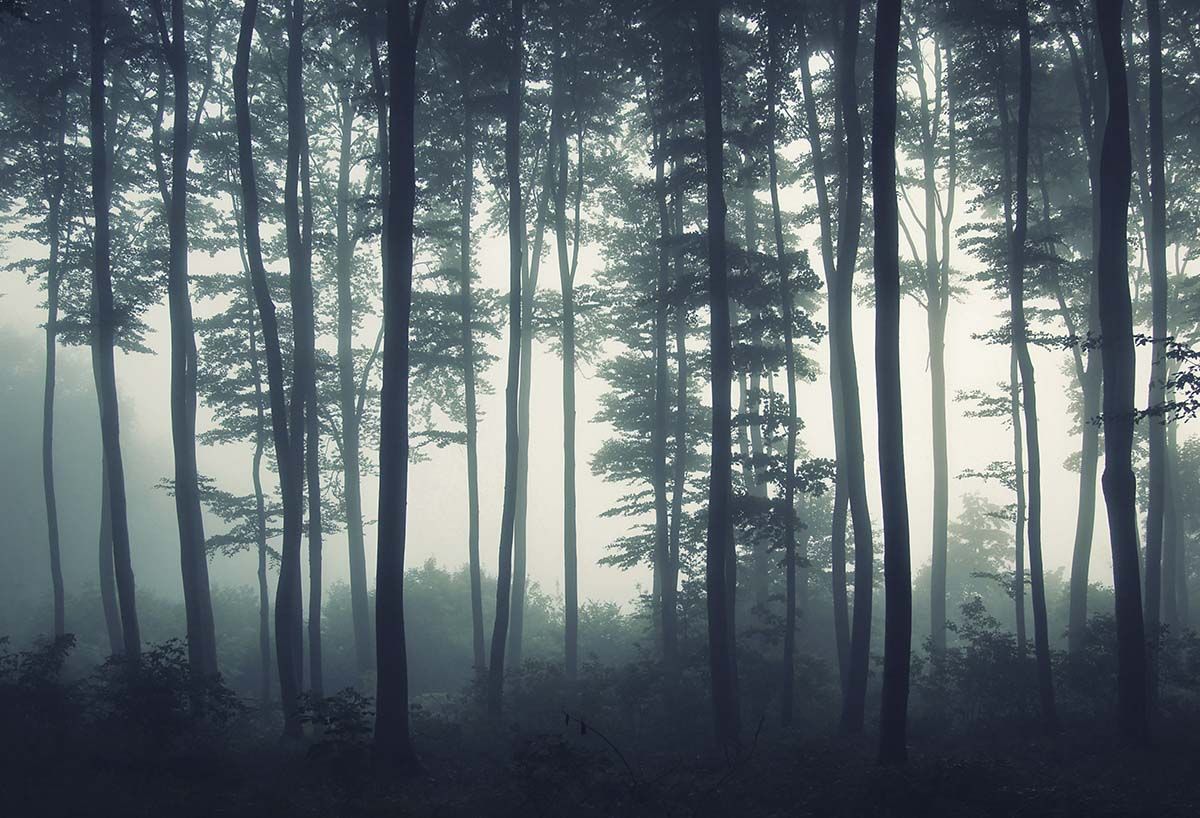 1200x818 Nature Foggy Forest Scene Pattern Wall Wallpaper®