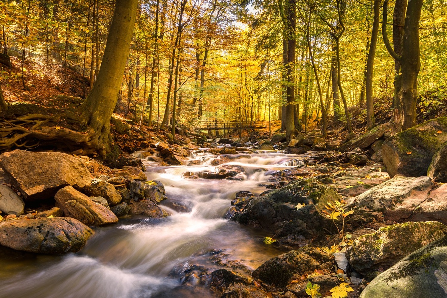 1500x1000 Wall Mural Photo Wallpaper Real nature beauty. Order now!!