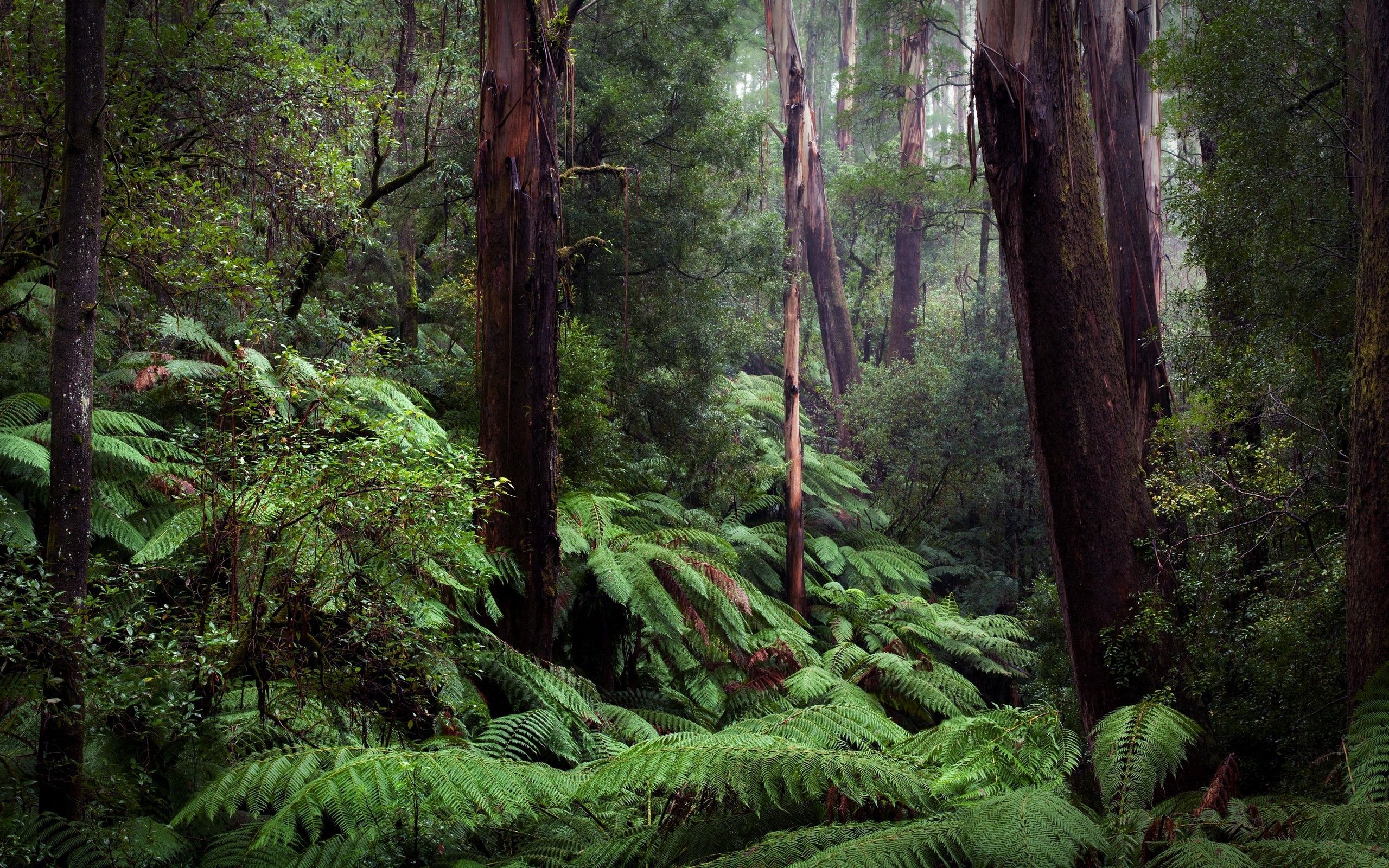 2560x1600 Desktop wallpaper: Rainforest, Fern, Earth, Forest, Tree 4K free download for PC. 523736