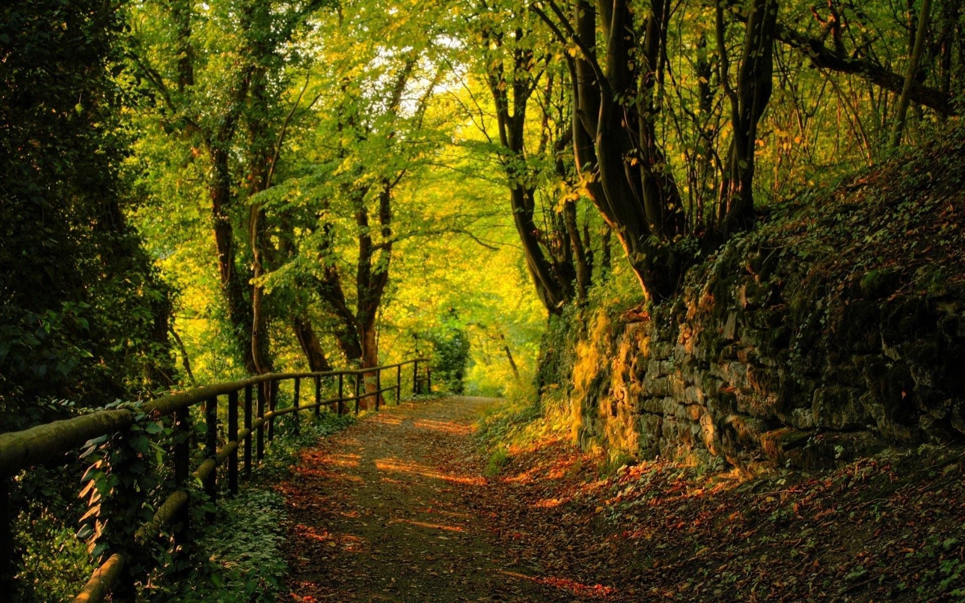 1920x1200 Wallpaper Brown Wooden Bridge in Forest During Daytime, Background Free Image