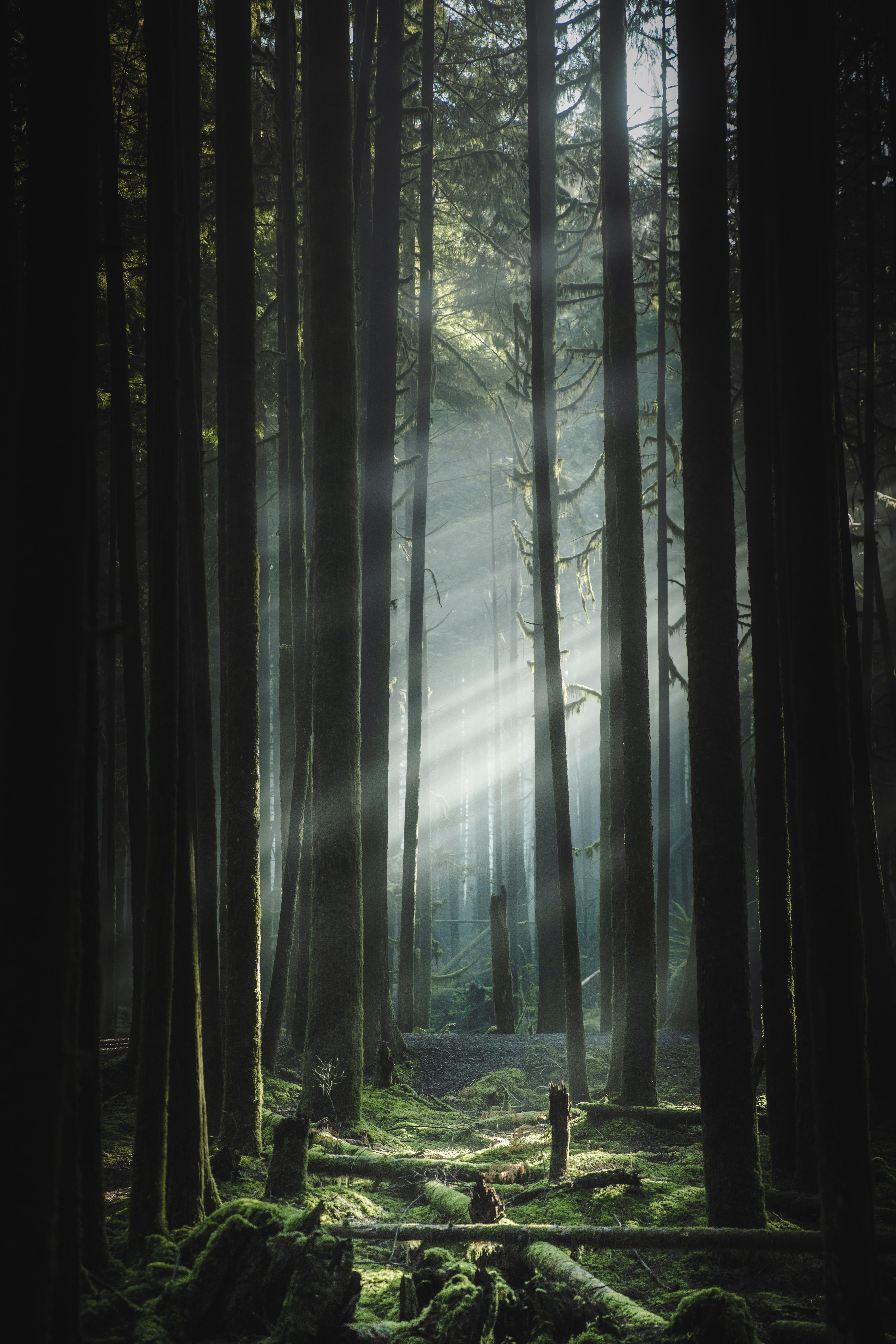 4480x6720 Real Life Kokiri Forest Columbia, Canada [4480 × 6720] (OC)