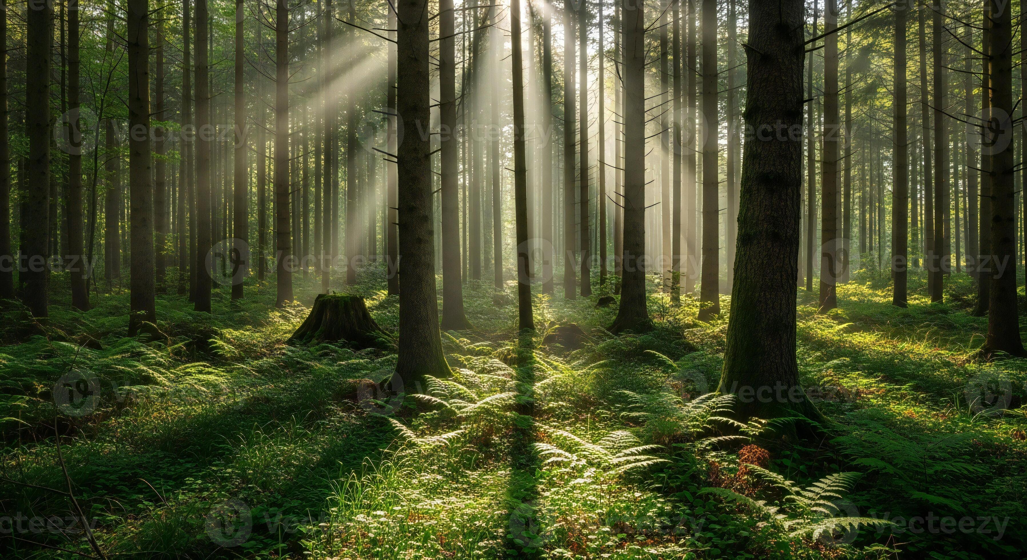 3593x1960 Nature background, Nature wallpaper, Sunbeams stream through a dense forest canopy illuminating lush ferns and mossy ground