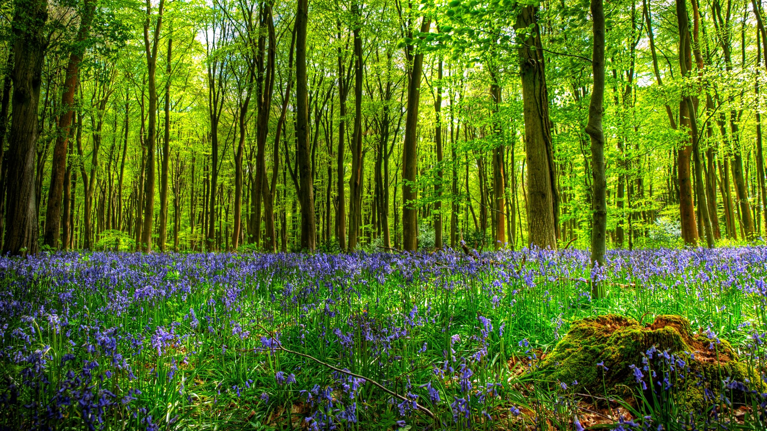2560x1440 Vibrant Forest Bliss: HD Wallpaper for Nature Loversx1440