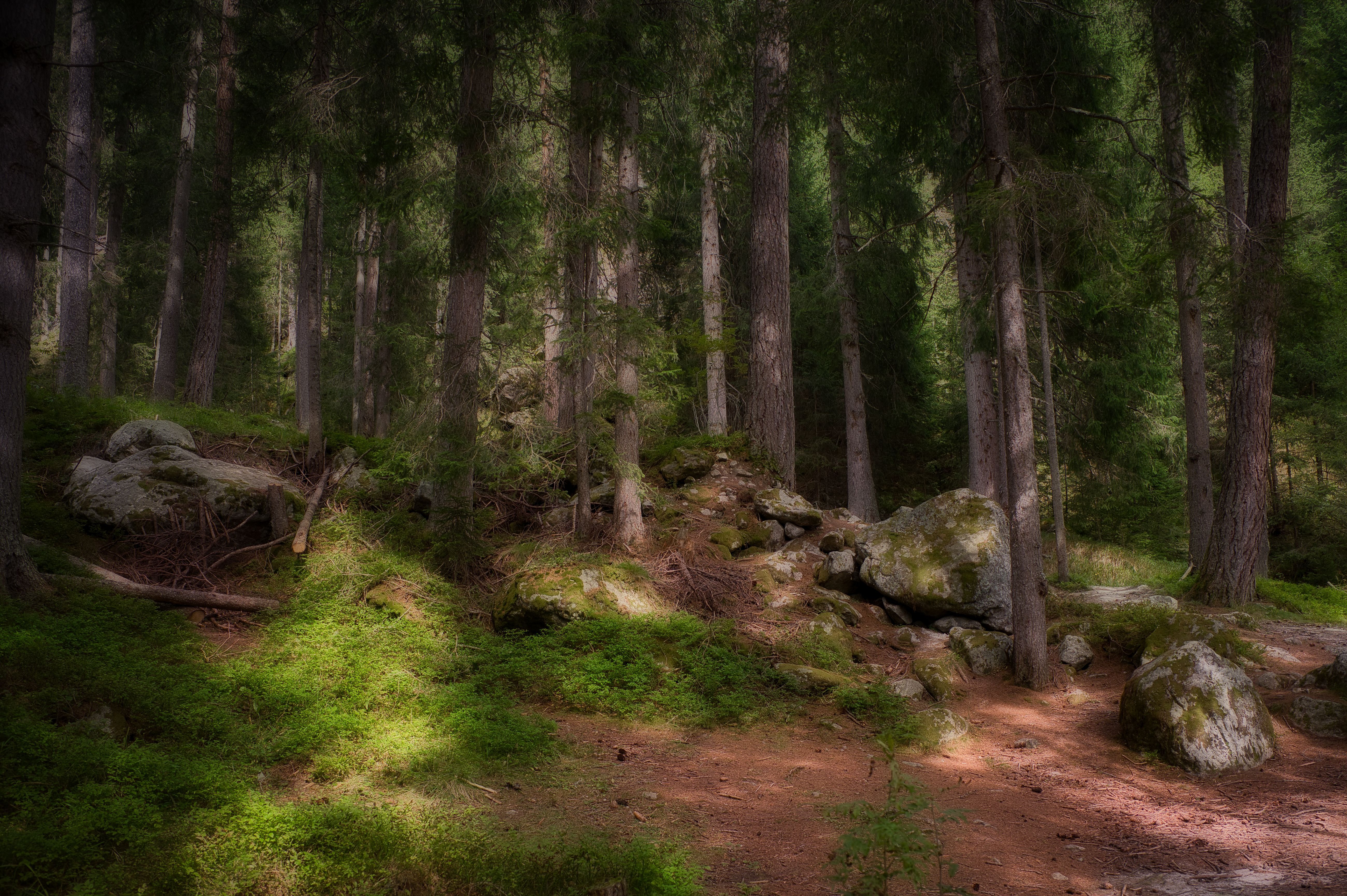 5199x3460 Forest Scape Photo, Download The BEST Free Forest Scape & HD Image