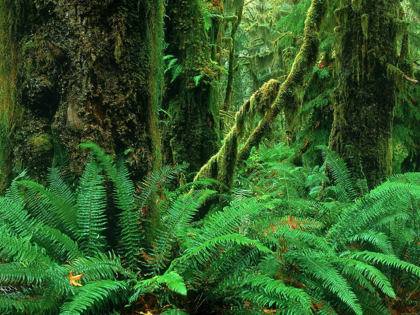 1600x1200 Lush Jungle Escape: HD Nature Wallpaperx1200