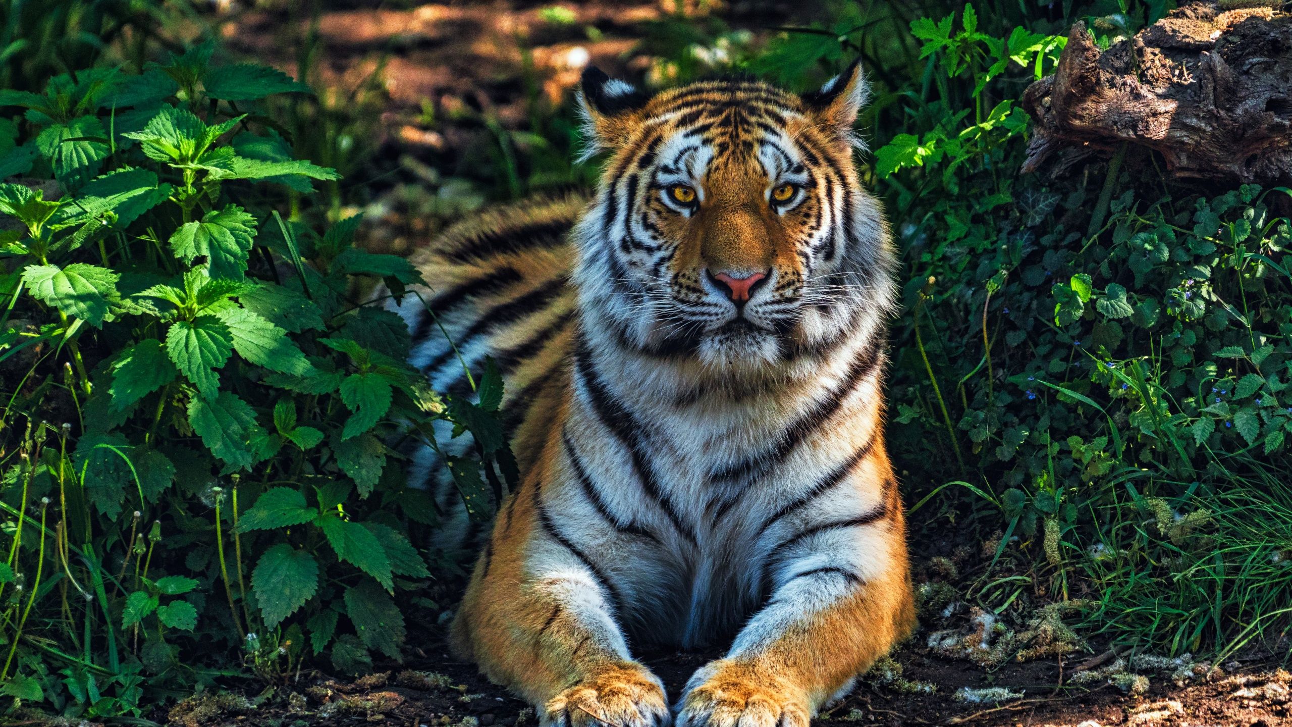 2560x1440 Bengal Tiger Wallpaper 4K, Forest, Predator, Jungle