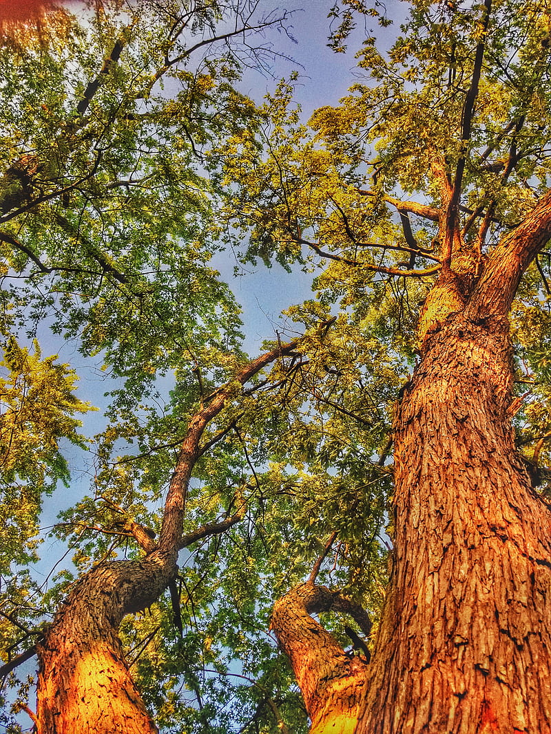 800x1067 Under the tree, leaves, nature, oak, picnic, real, summer, sunset, trunk, HD phone wallpaper