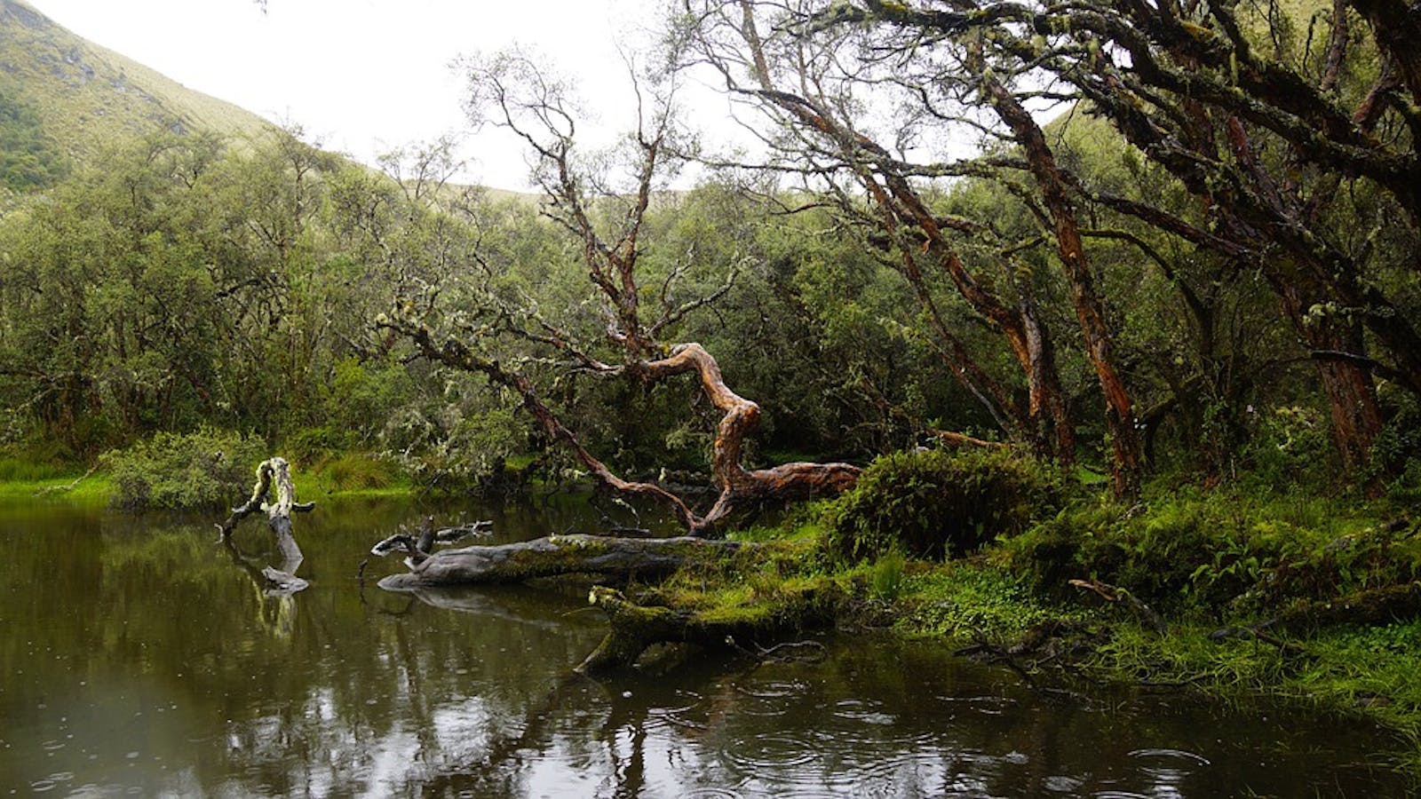 1600x900 Eastern Cordillera Real Montane Forests