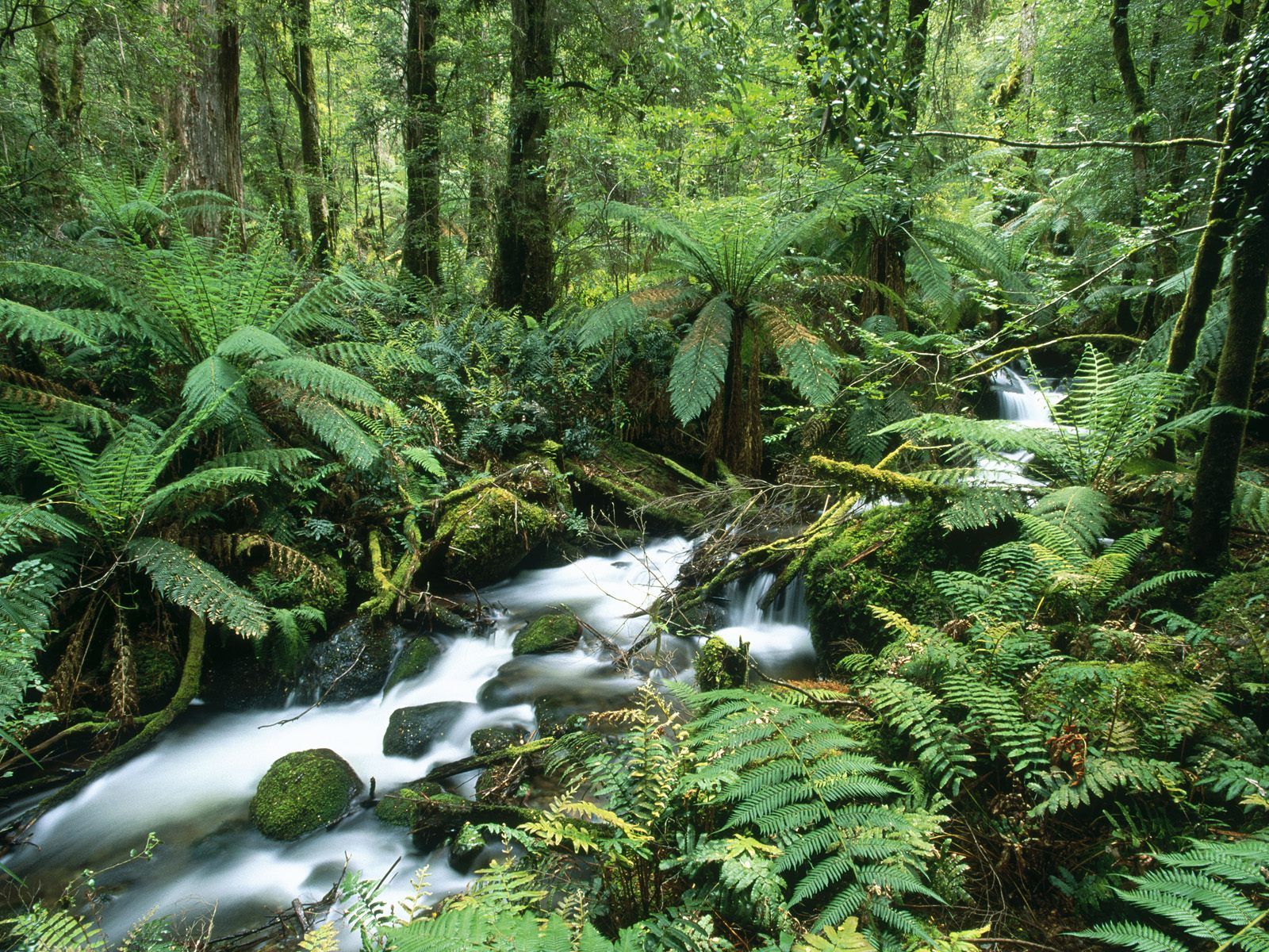 1600x1200 Nature Wallpaper Set 10