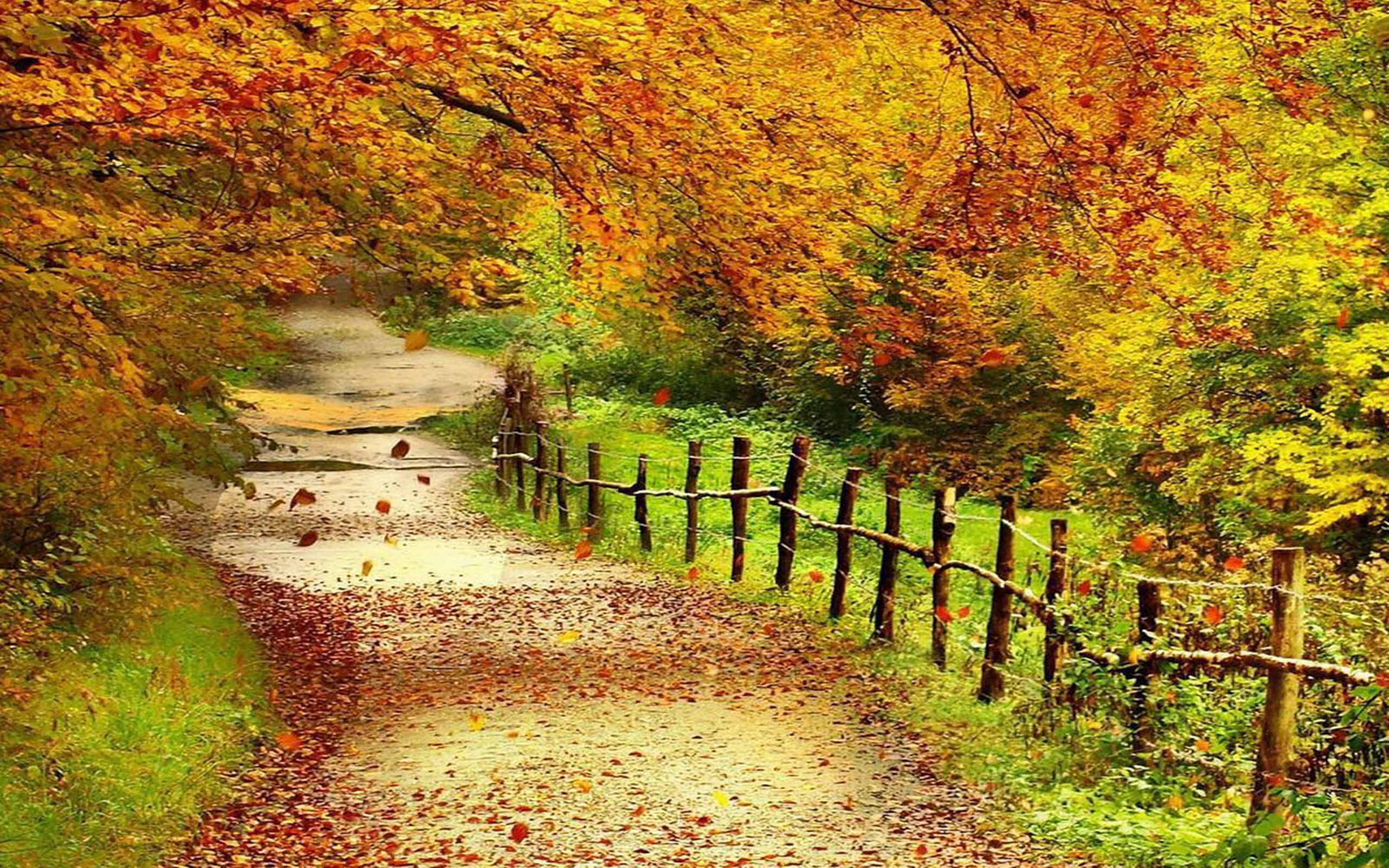 2560x1600 Wallpaper Brown and Green Trees Beside River During Daytime, Background Free Image
