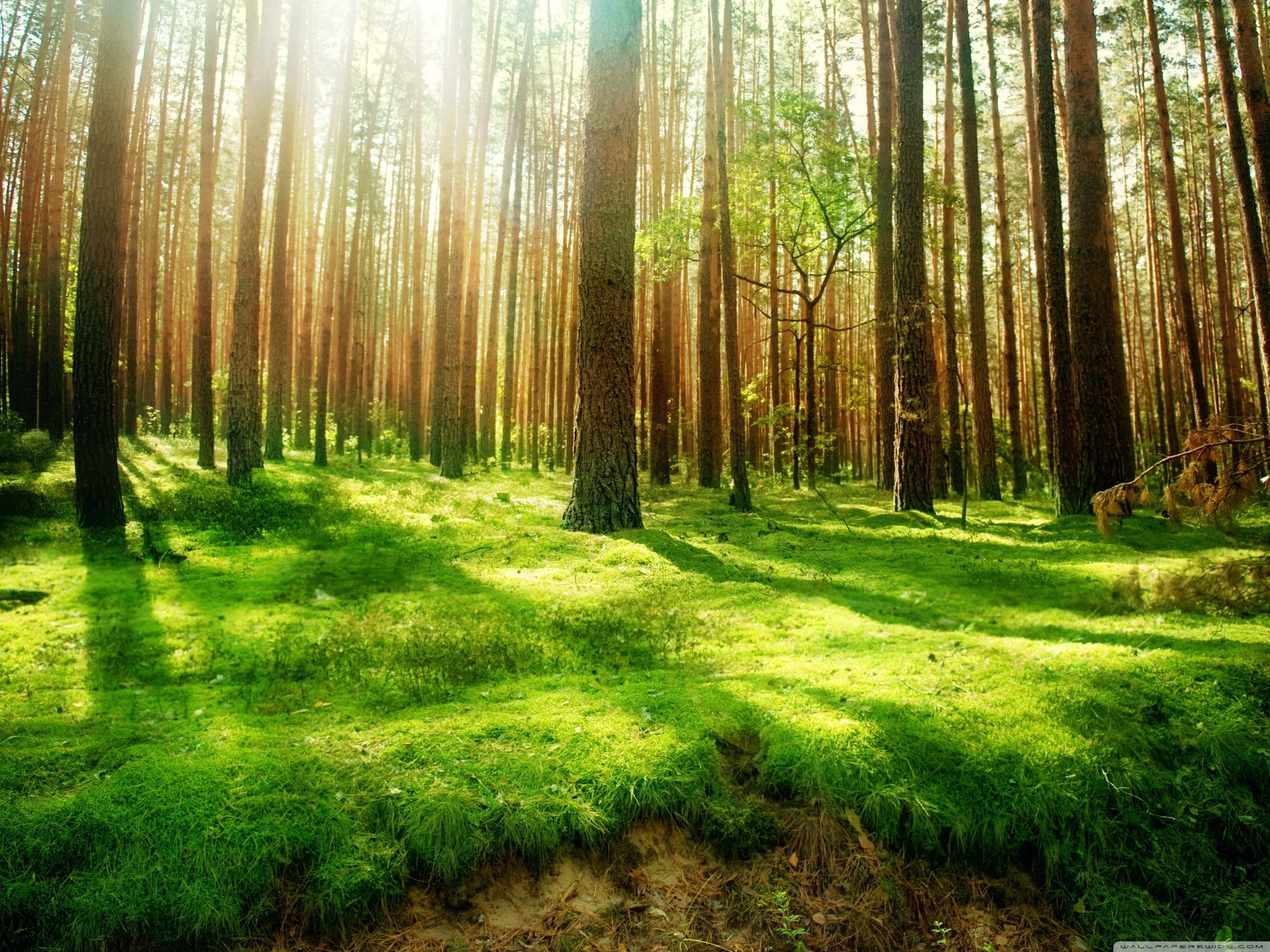 3200x2400 Free photo: Forest, Floral, Fog