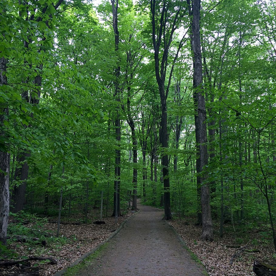 910x910 1080p Outdoor Background HD Real Forest Background Image, HD Picture And Wallpaper For Free
