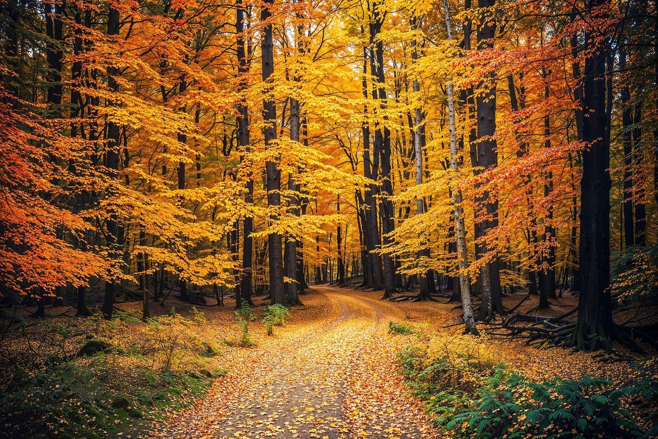 1280x853 Autumn Forest Trees