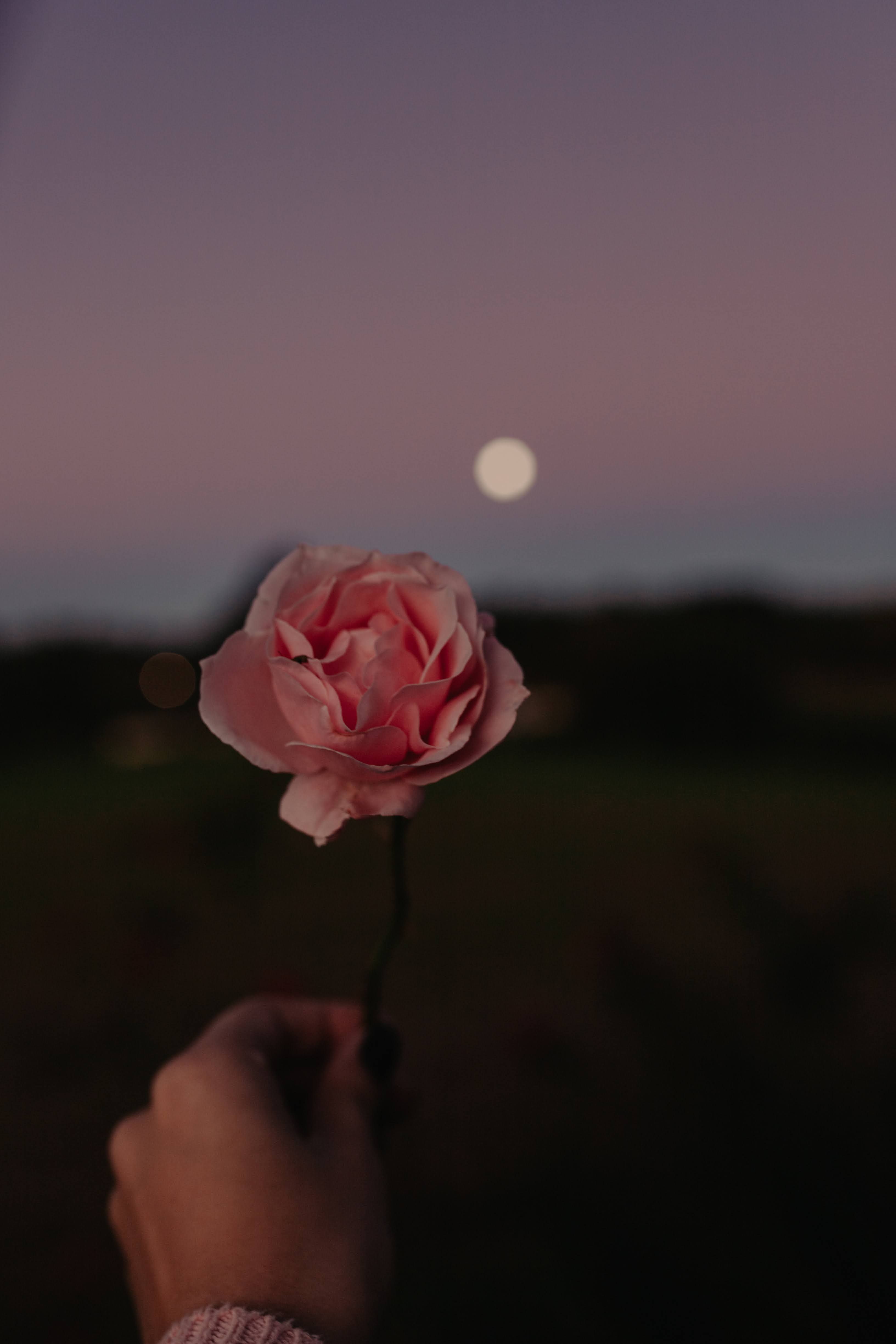 3265x4898 Rose Moon Photo, Download The BEST Free Rose Moon & HD Image
