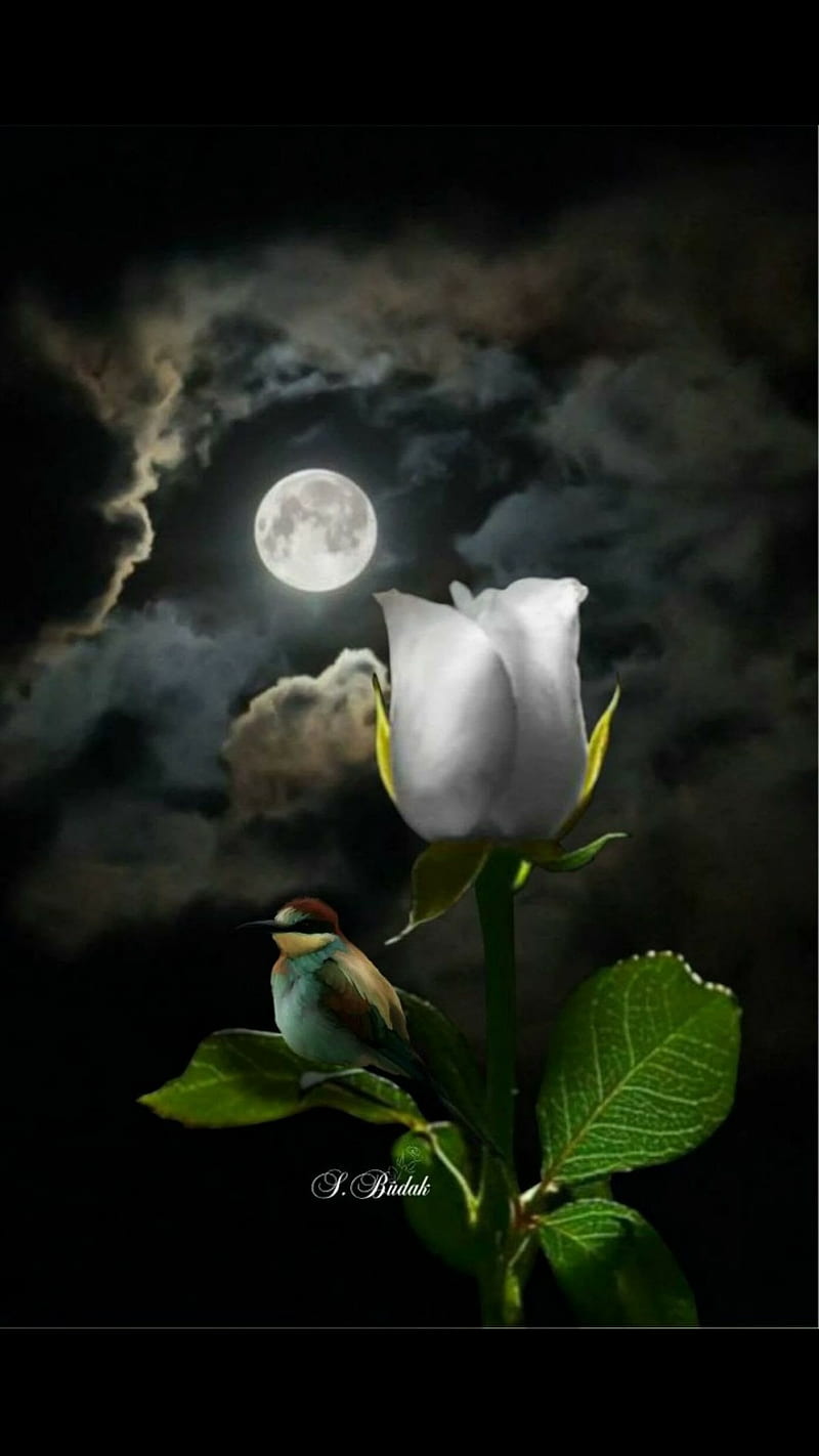 800x1422 Full moon, rose, white, HD phone wallpaper