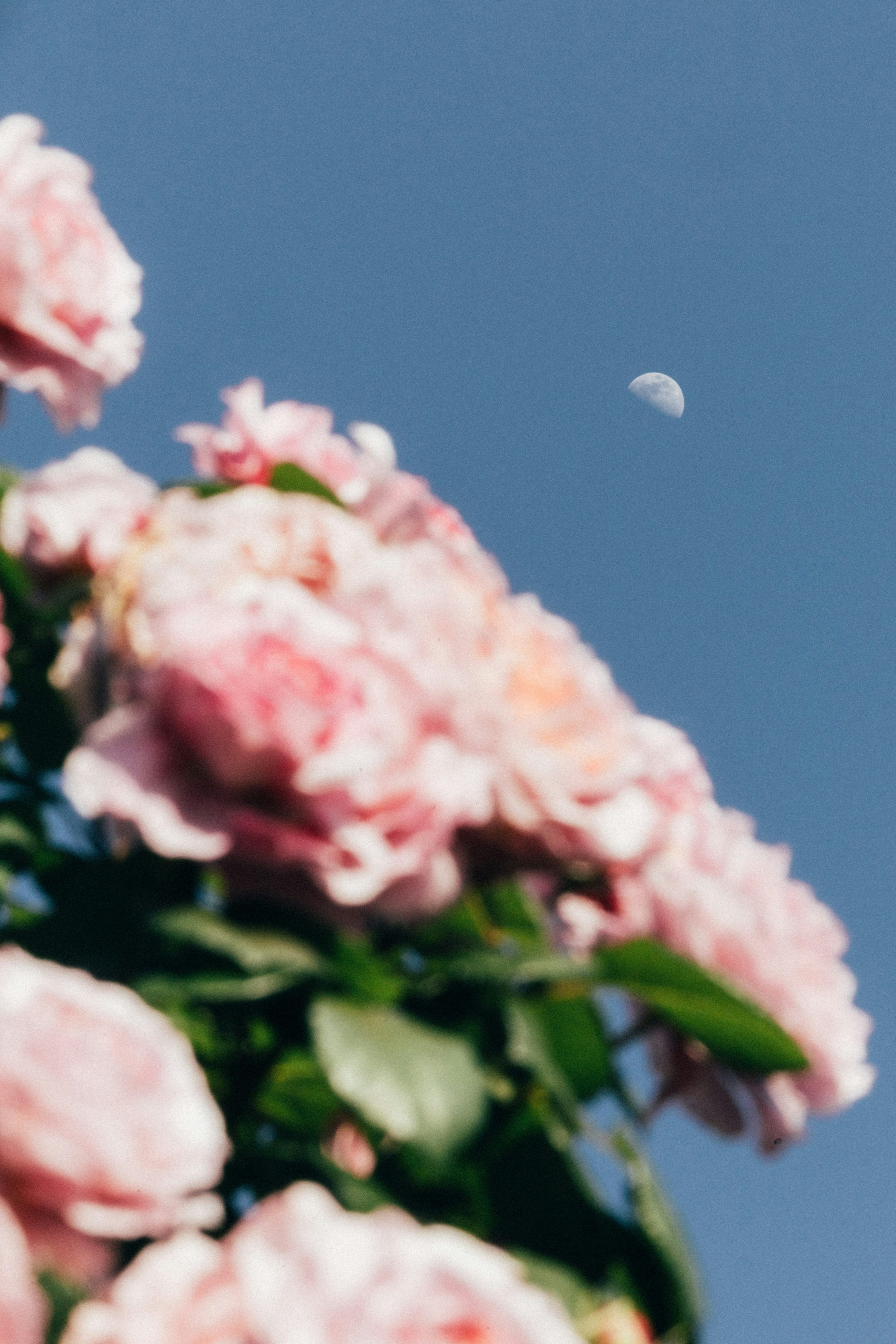 3000x4499 A bunch of pink flowers with a half moon in the background photo
