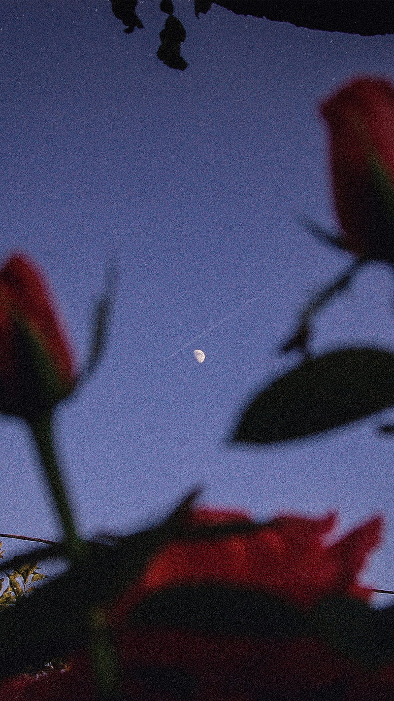 800x1422 HD aesthetic rose moon wallpaper