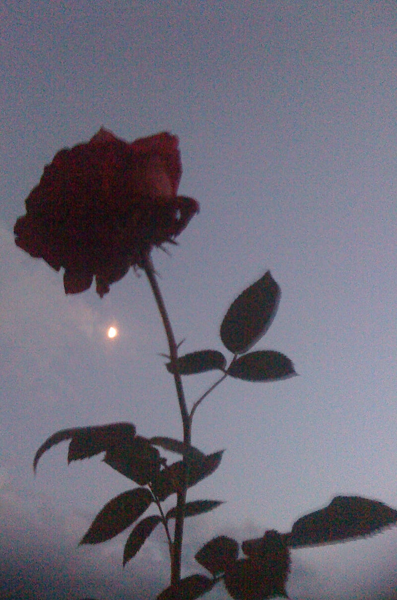 800x1209 Red Rose, bonito, moon, nice, HD phone wallpaper