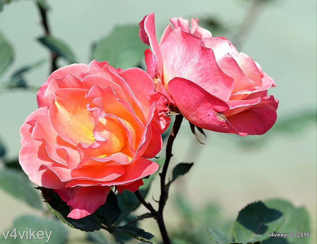 1020x786 Painted Moon Rose flower Wallpaper
