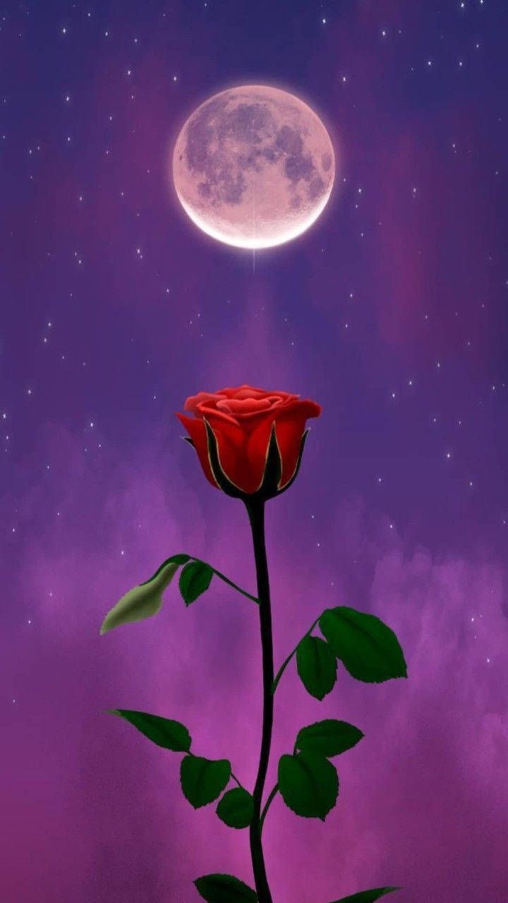720x1280 Red Rose Purple Full Moon Sky Wallpaper