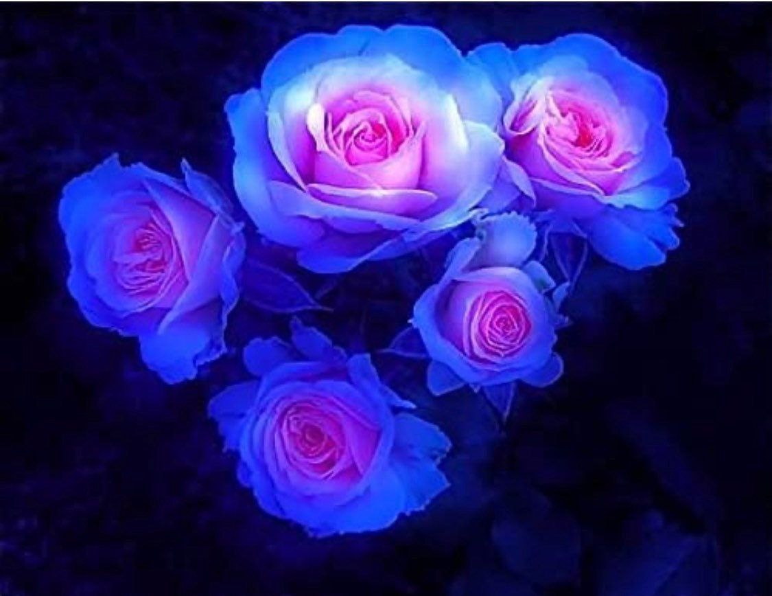 1125x868 Rare Moon Rose Seeds Blue and Pink Rose Seeds