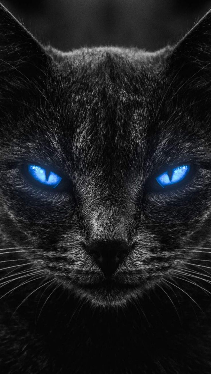 736x1307 Black Cat Eyes iPhone Wallpaper