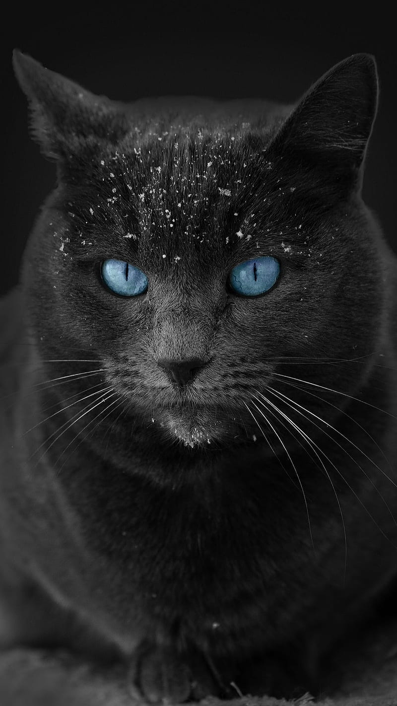 800x1422 Blue eyes, animal, black, cat, eye, grey cat, pet, turquoise, HD phone wallpaper