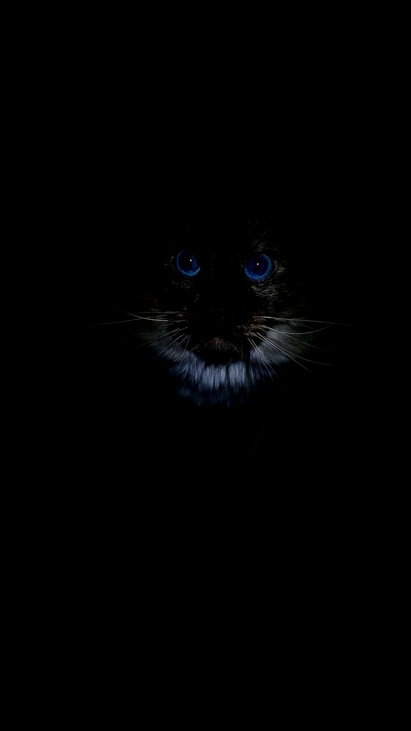 800x1422 Blue Eyed Cat, amoled, black, dark, eye, eyes, HD phone wallpaper
