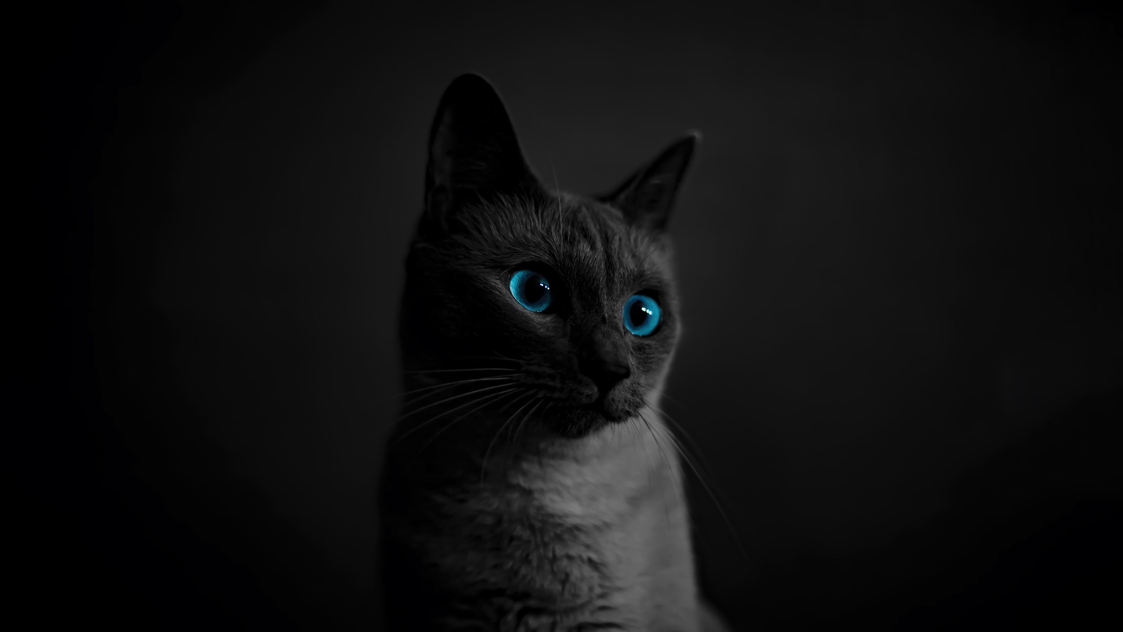3840x2160 Black Cat Blue Eyes Wallpaper 4K HD PC f
