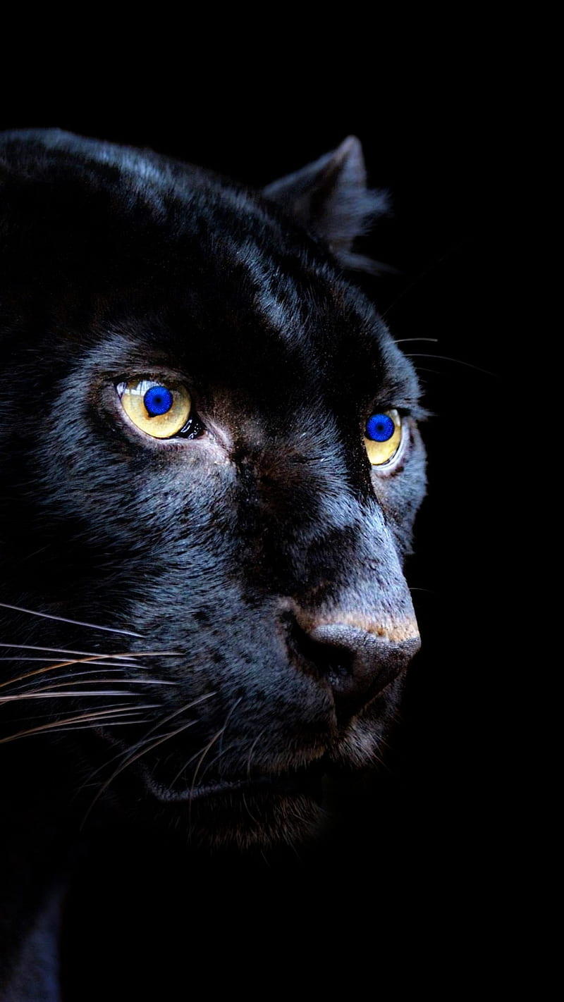 800x1422 BlueEyesBigBlackCat, animals, big black cat, black panther, blue eyes, forest, HD phone wallpaper