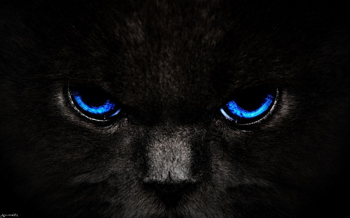 1201x750 Wallpaper Black and White Cat With Blue Eyes, Background Free Image