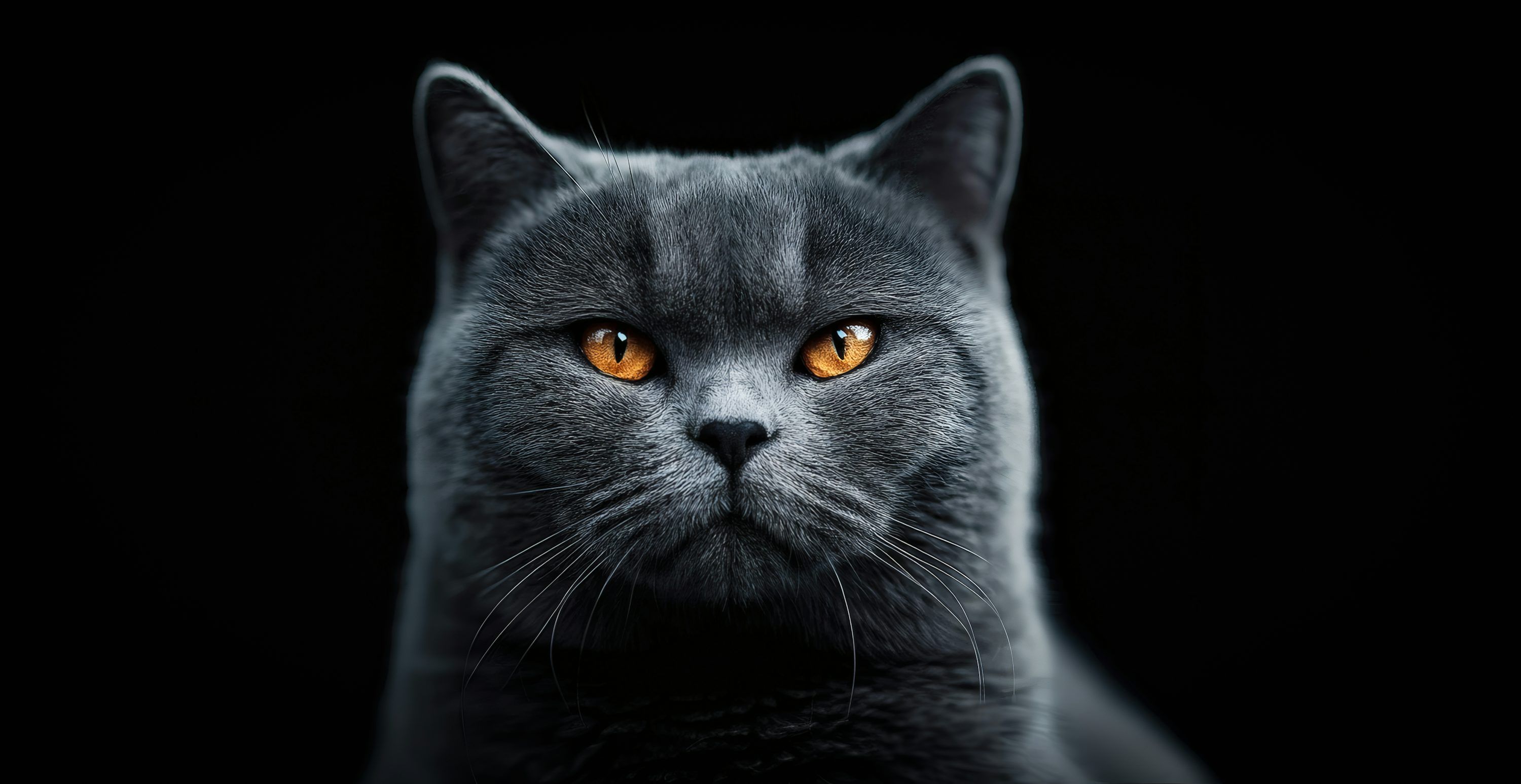 3000x1547 A blue cat with orange eyes on black