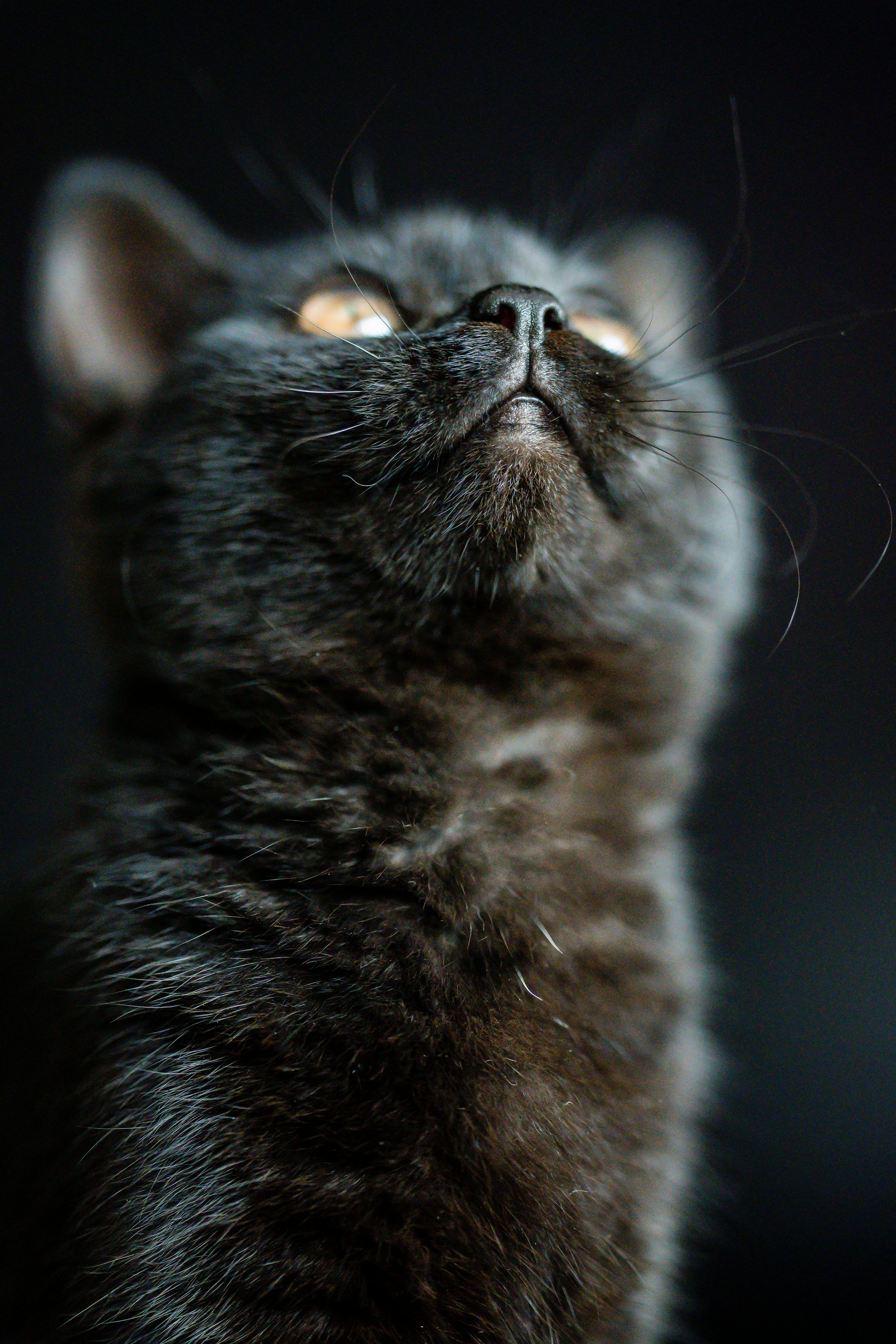 3000x4500 Russian blue cat with blue eyes