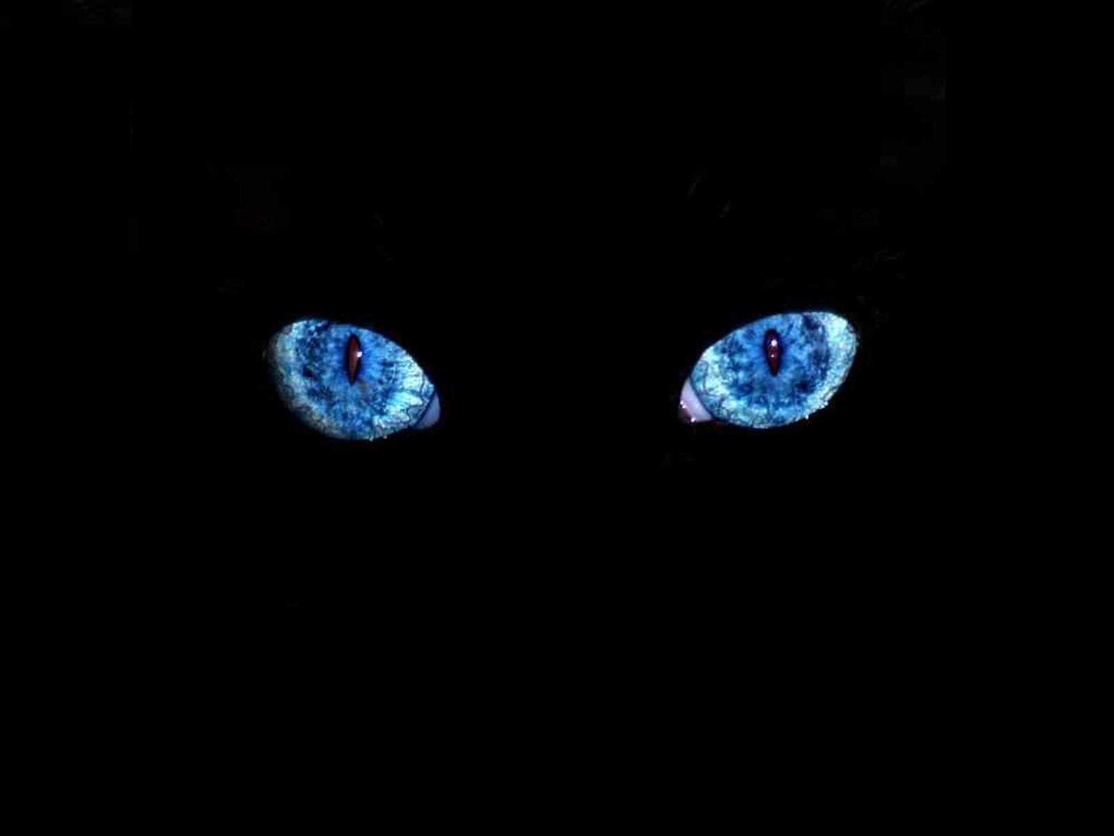 1600x1200 Cat With Blue Eyes Wallpaper